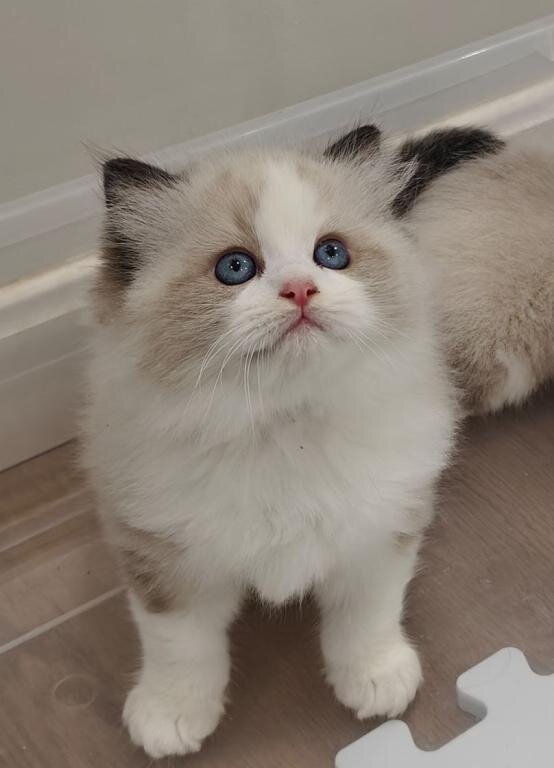 Ragdoll Kittens for good homes image 2