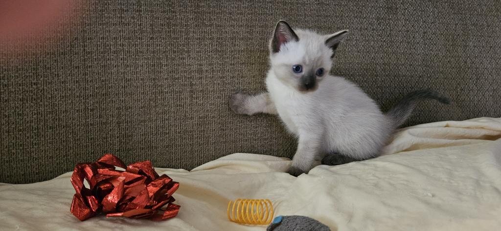 Ragdoll Kittens for good homes image 1