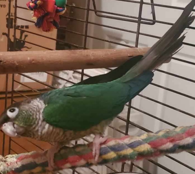 Green Cheek Conure image 1