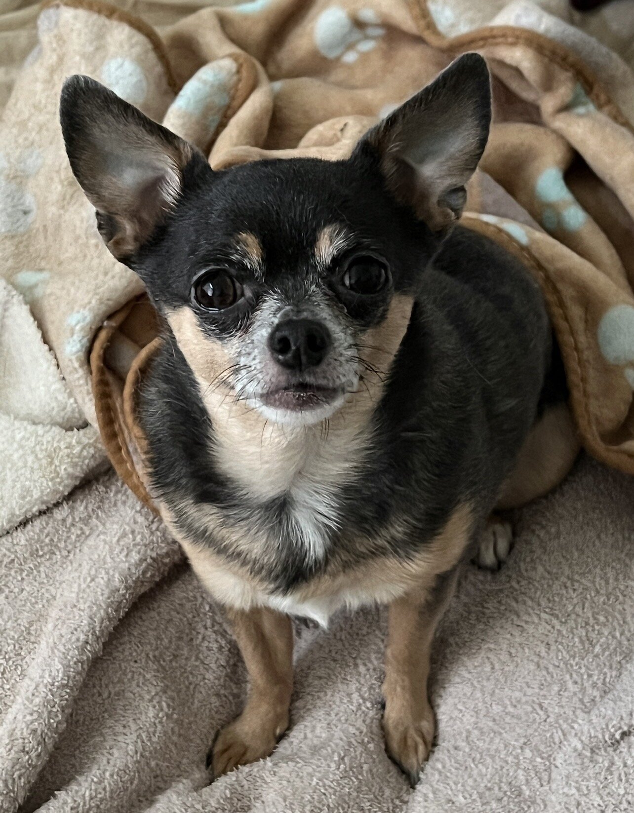 Sweet Chihuahua Needs Loving Home image 1