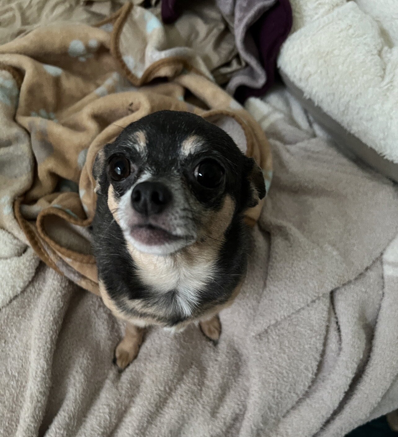 Sweet Chihuahua Needs Loving Home image 2