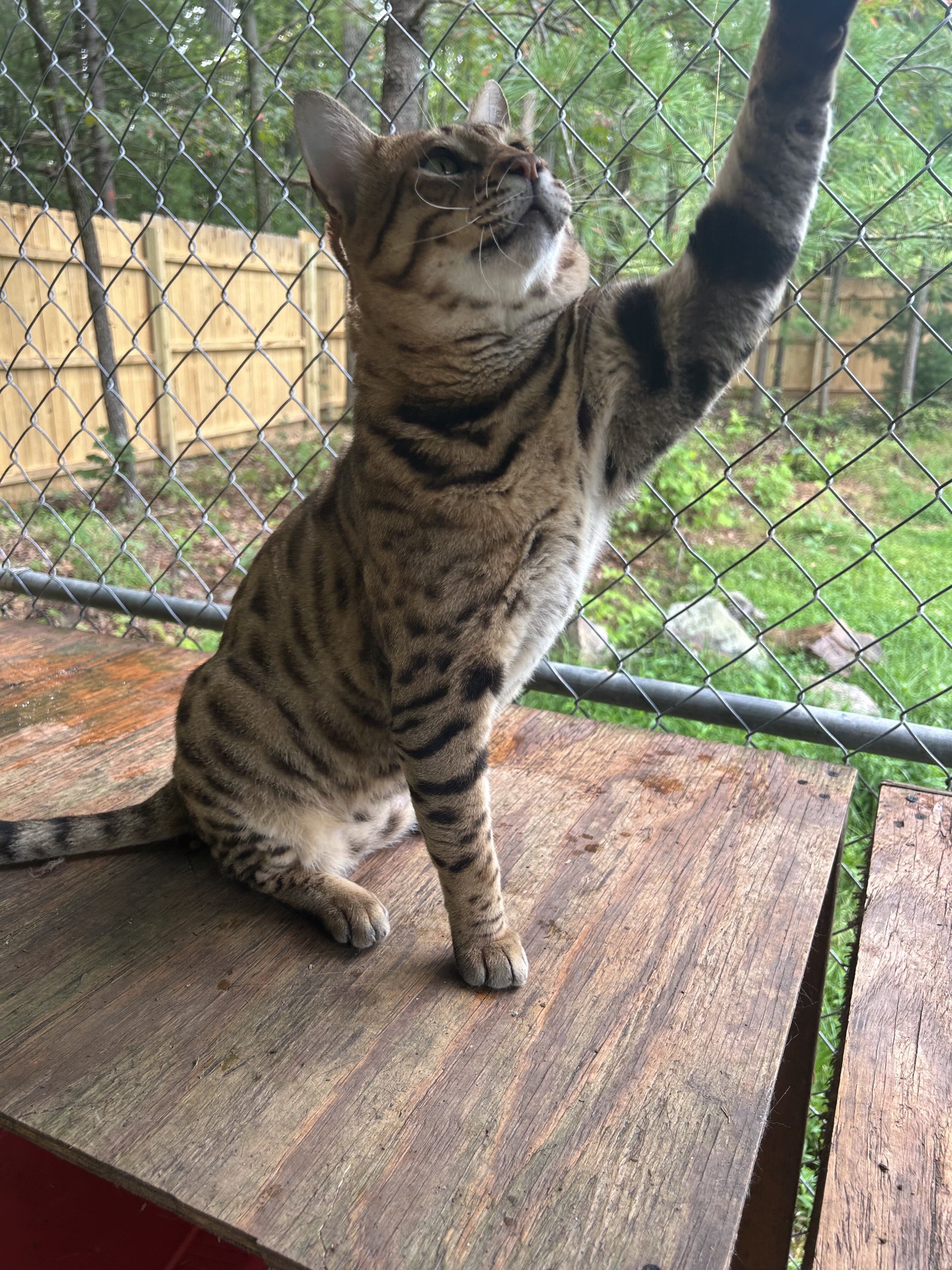 Savannah Cat image 1