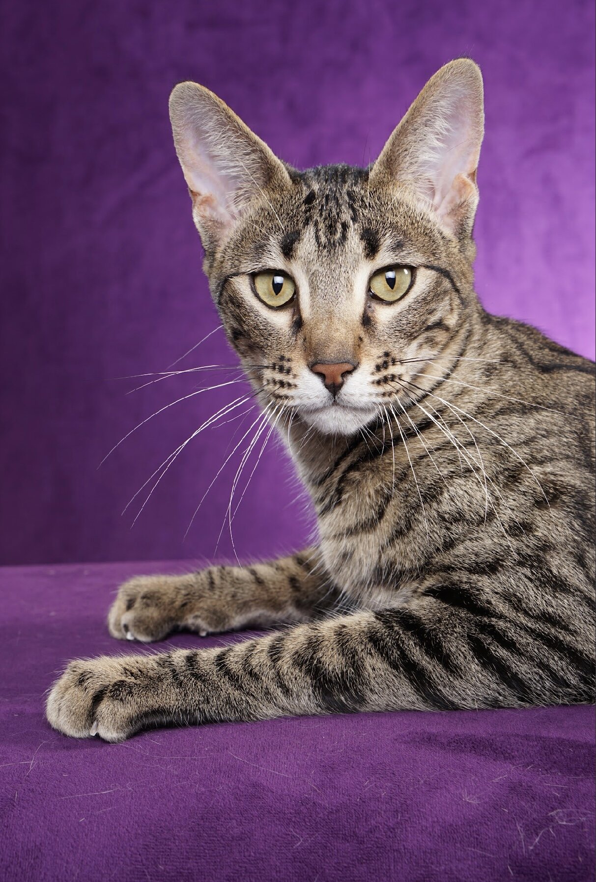 Savannah Female image 2