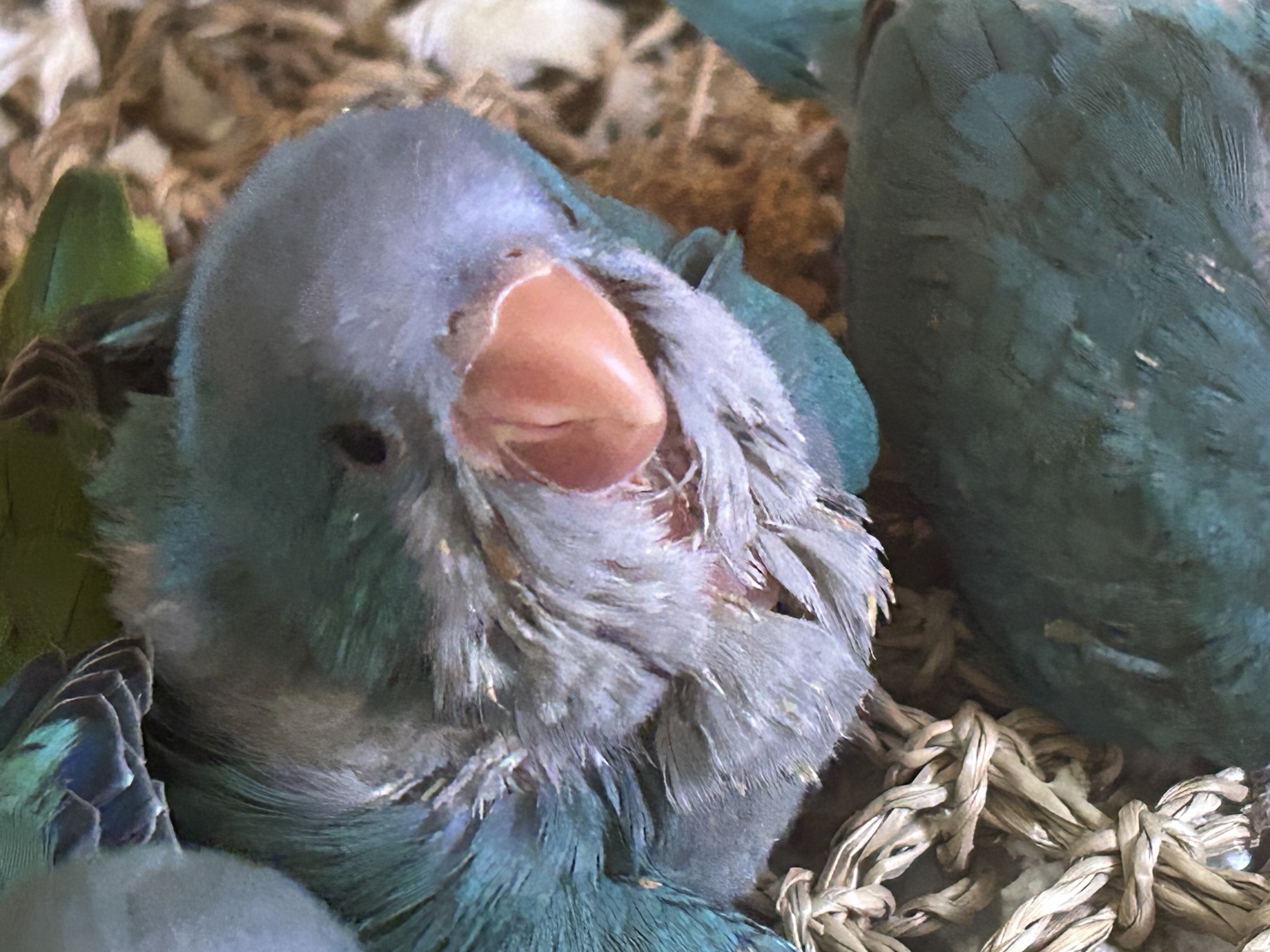 Quaker Parrot Hand Reared image 2