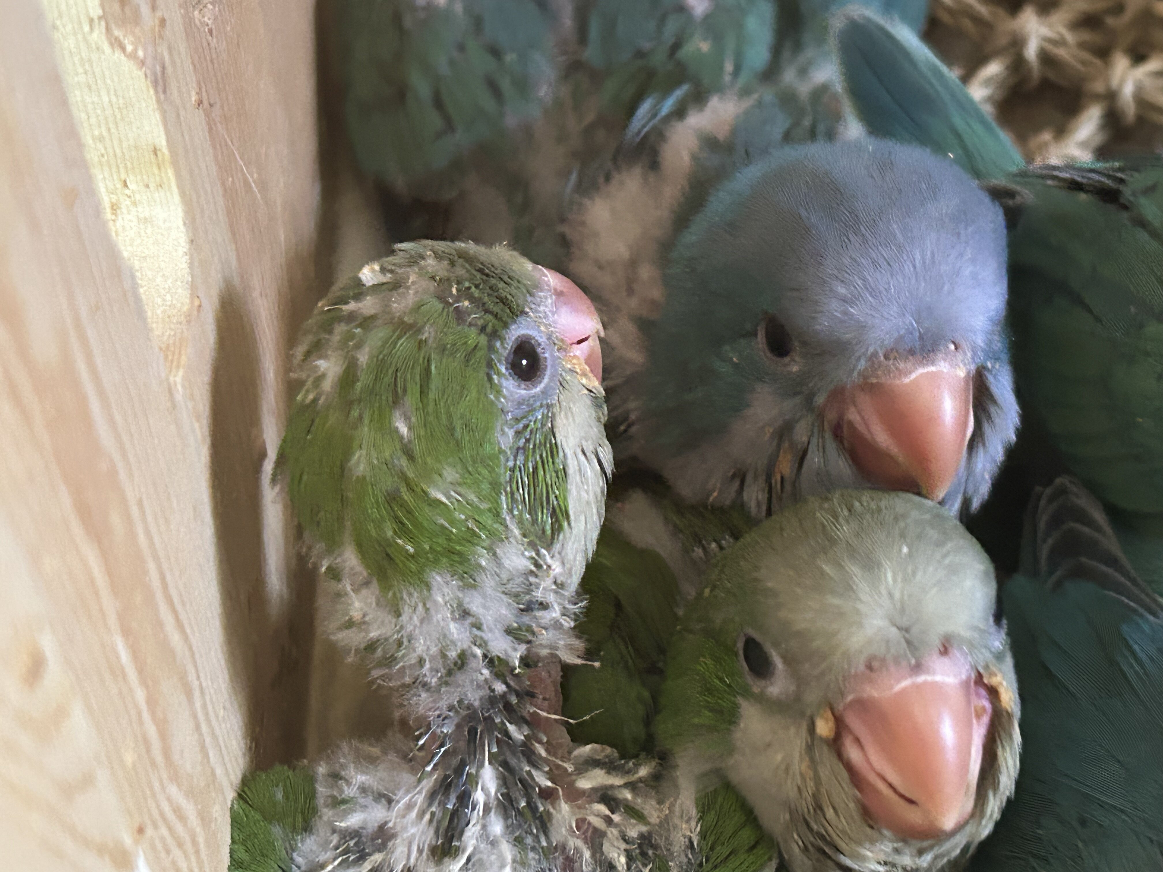 Quaker Parrot Hand Reared image 1