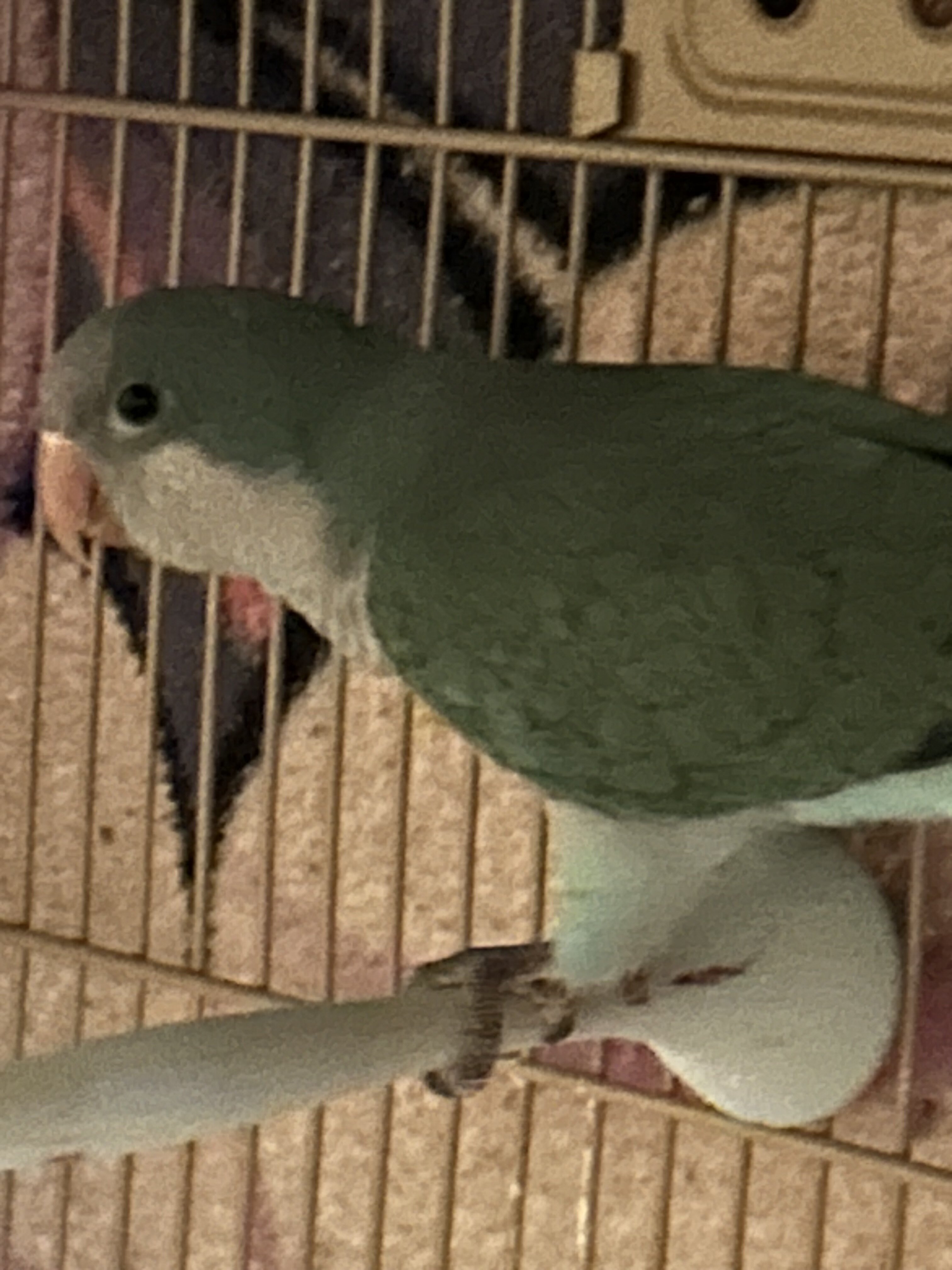 Quaker Parrot Hand Reared image 4