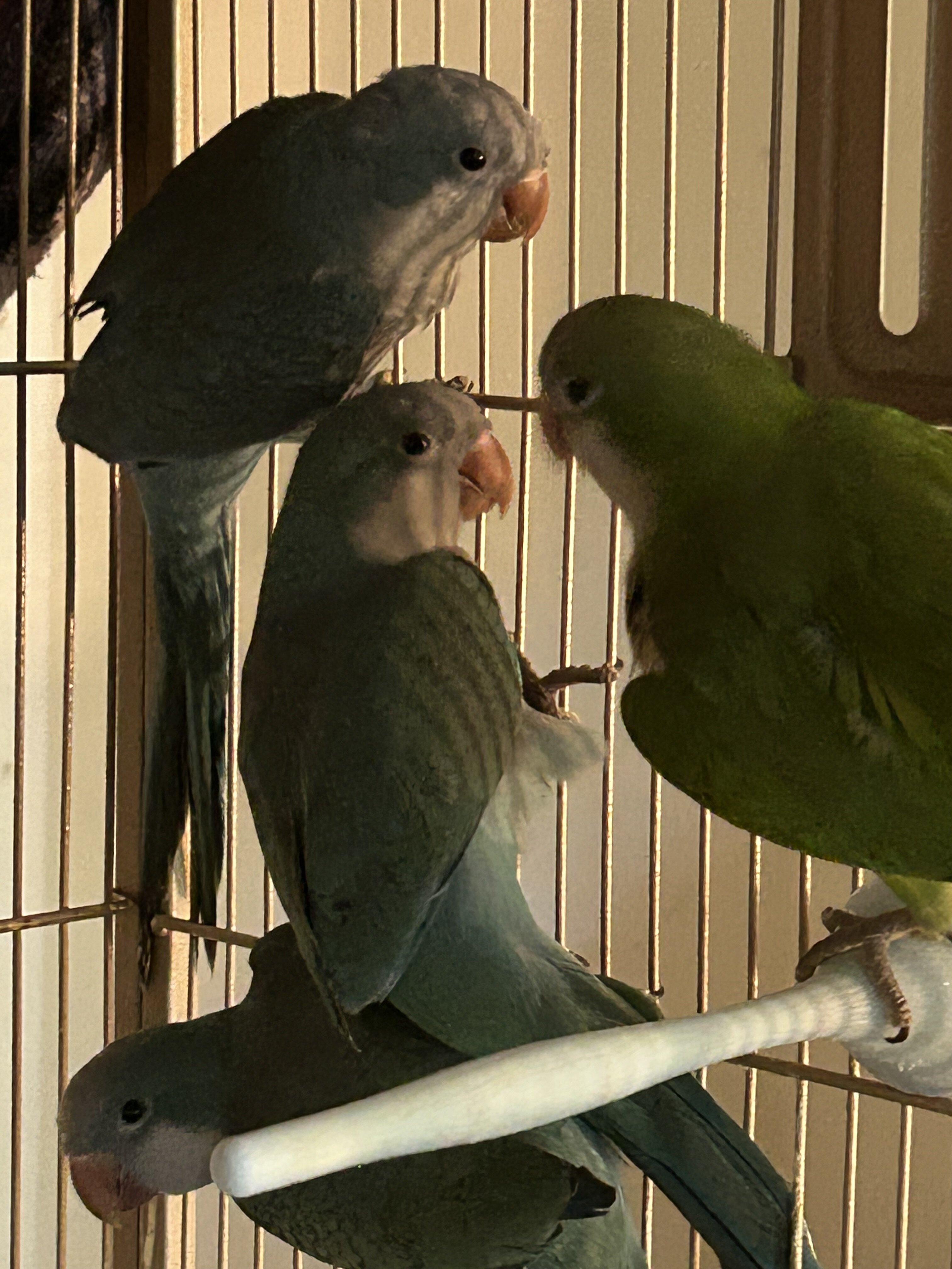 Quaker Parrot Hand Reared image 3