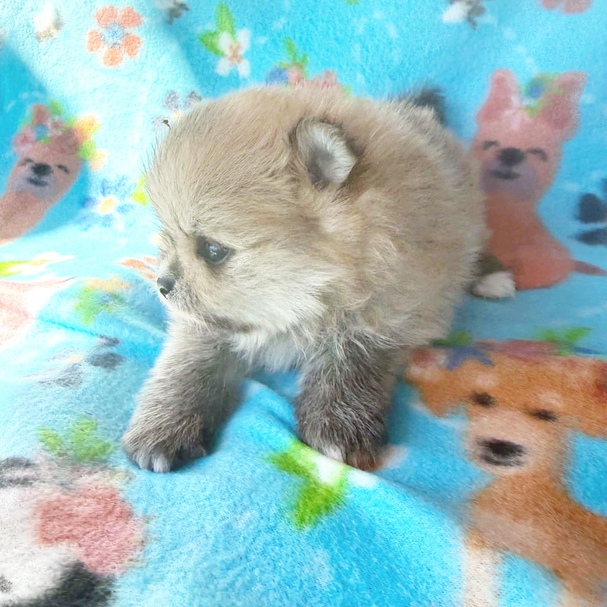 BABYCAKES - CKC Pomeranian image 4