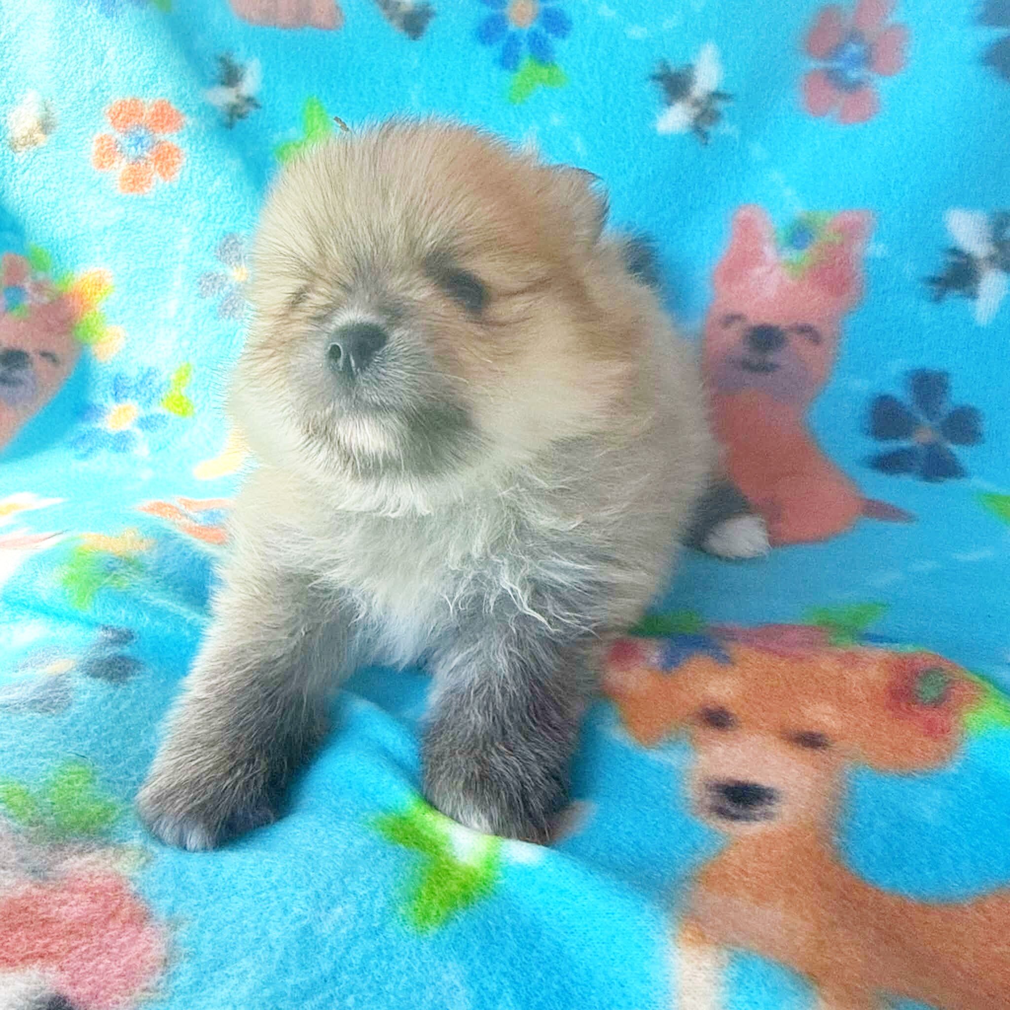 BABYCAKES - CKC Pomeranian image 6