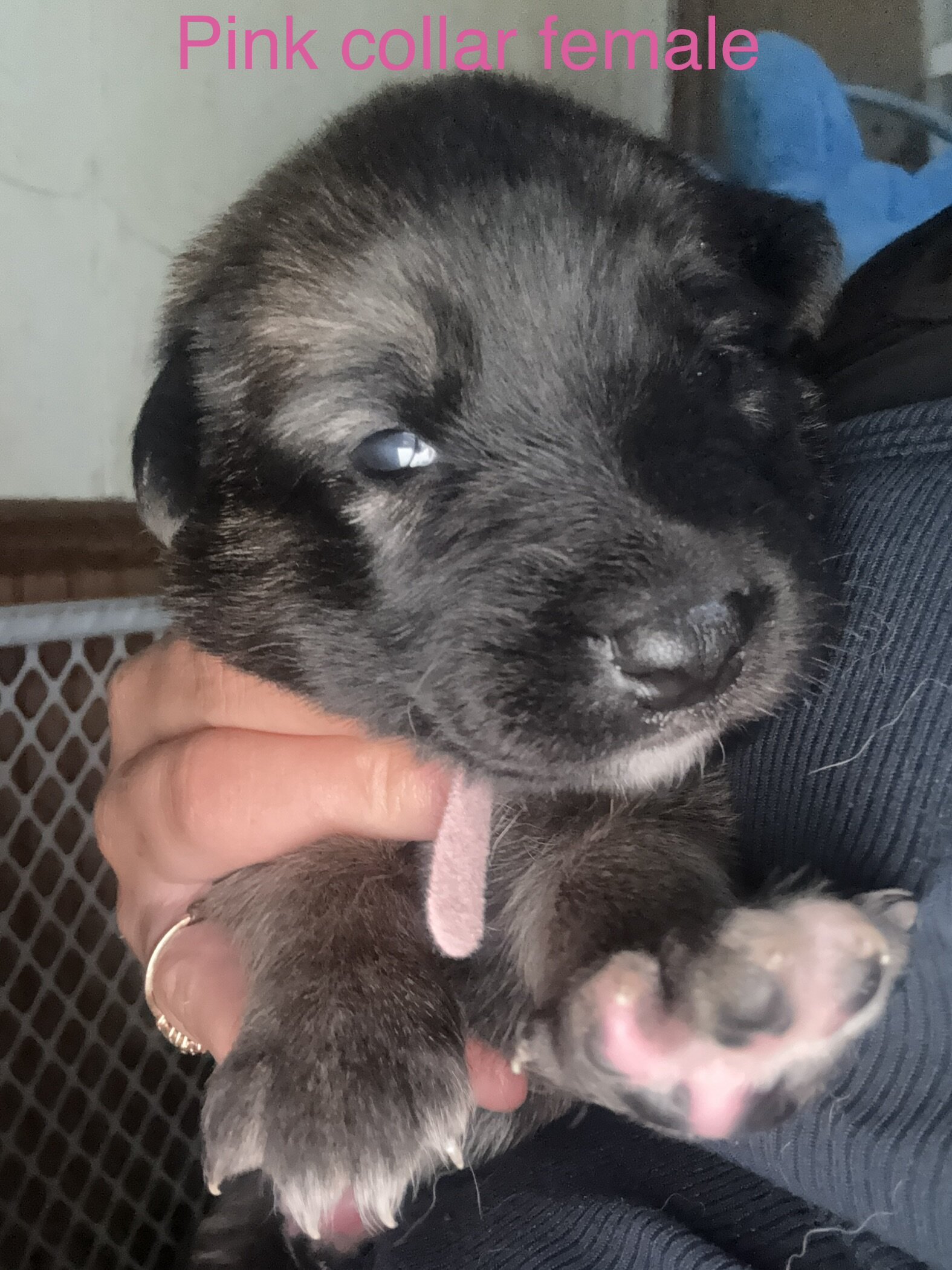 Saint Shepherd Puppies (GSD / St. Bernard) image 9