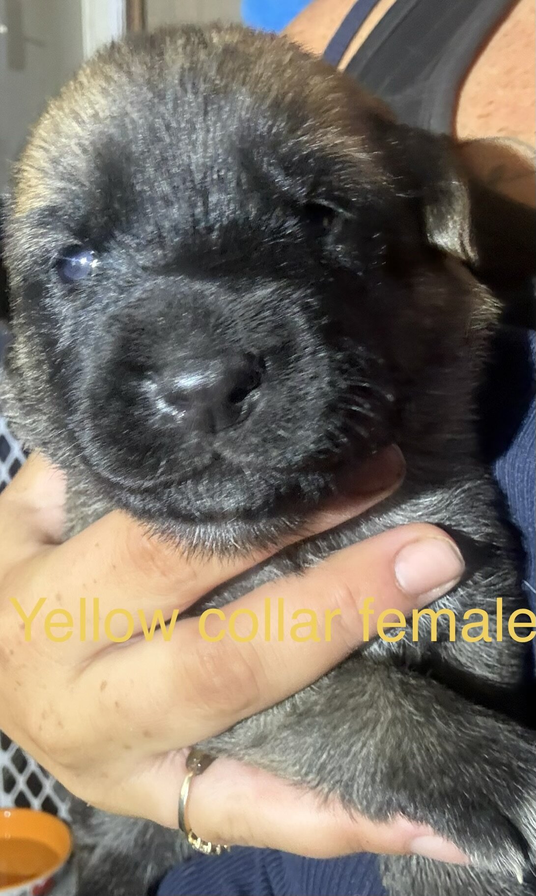 Saint Shepherd Puppies (GSD / St. Bernard) image 8