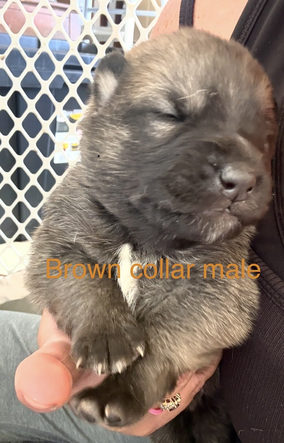 Saint Shepherd Puppies (GSD / St. Bernard) image 7