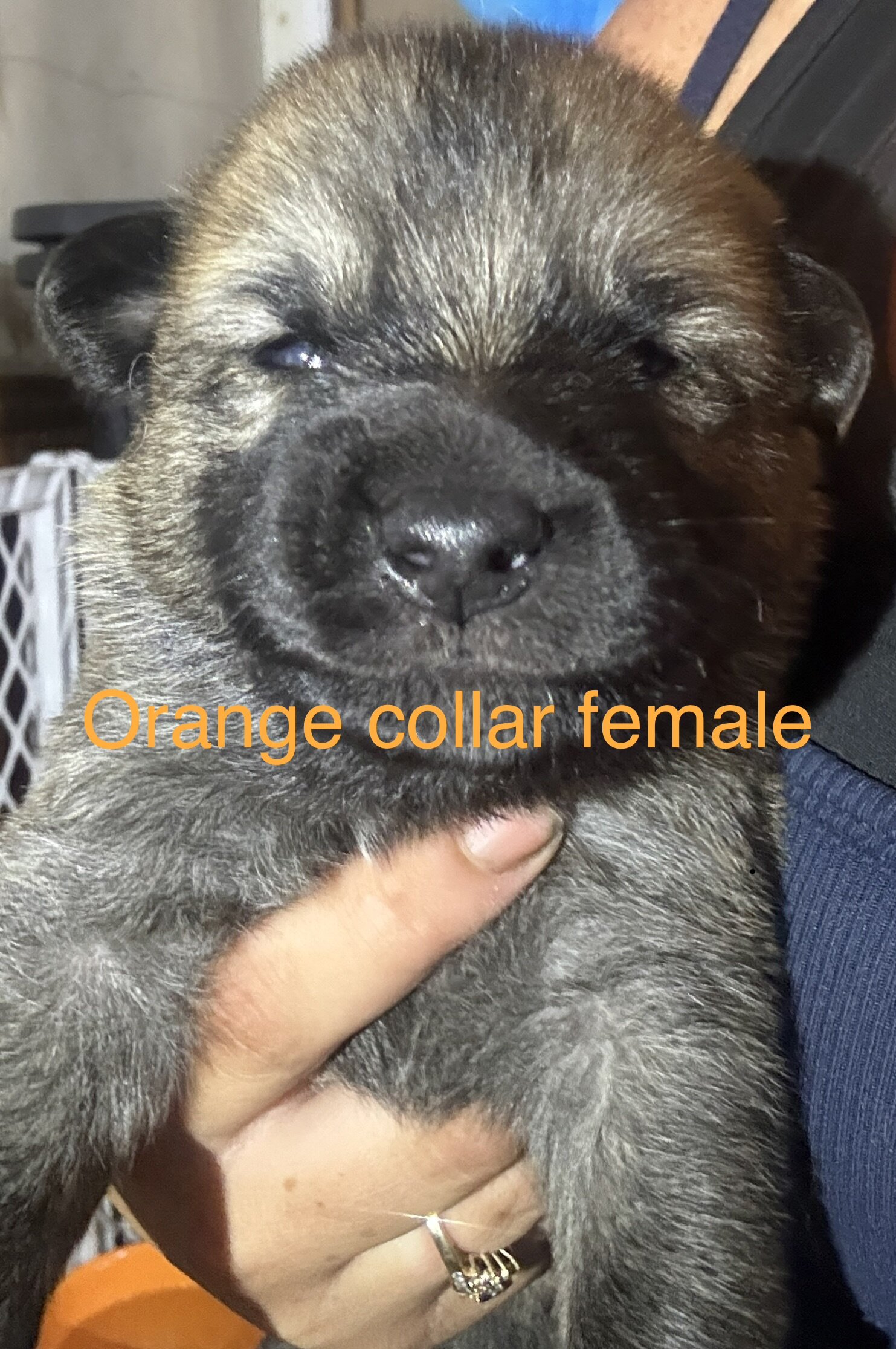 Saint Shepherd Puppies (GSD / St. Bernard) image 6