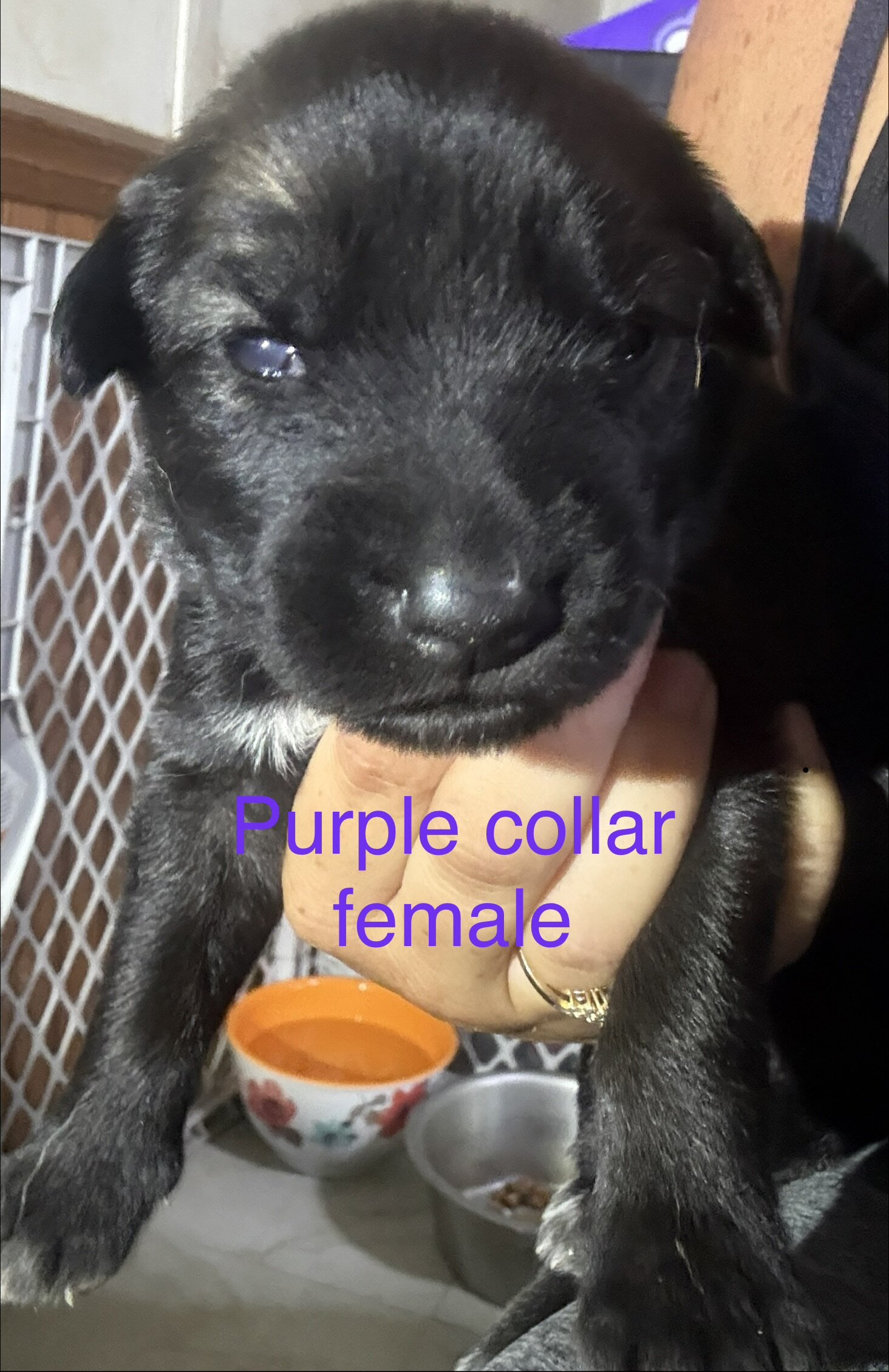 Saint Shepherd Puppies (GSD / St. Bernard) image 5