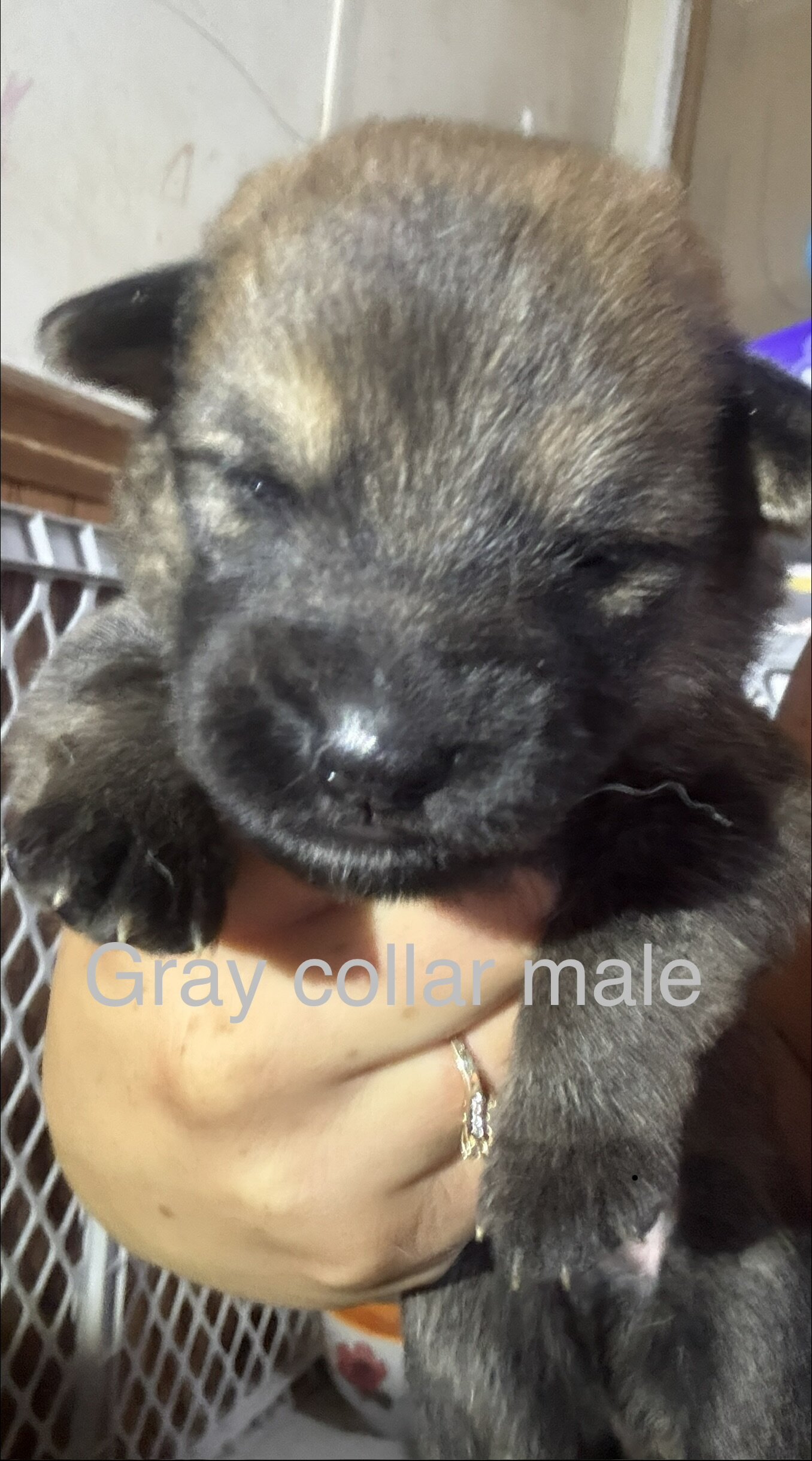Saint Shepherd Puppies (GSD / St. Bernard) image 4