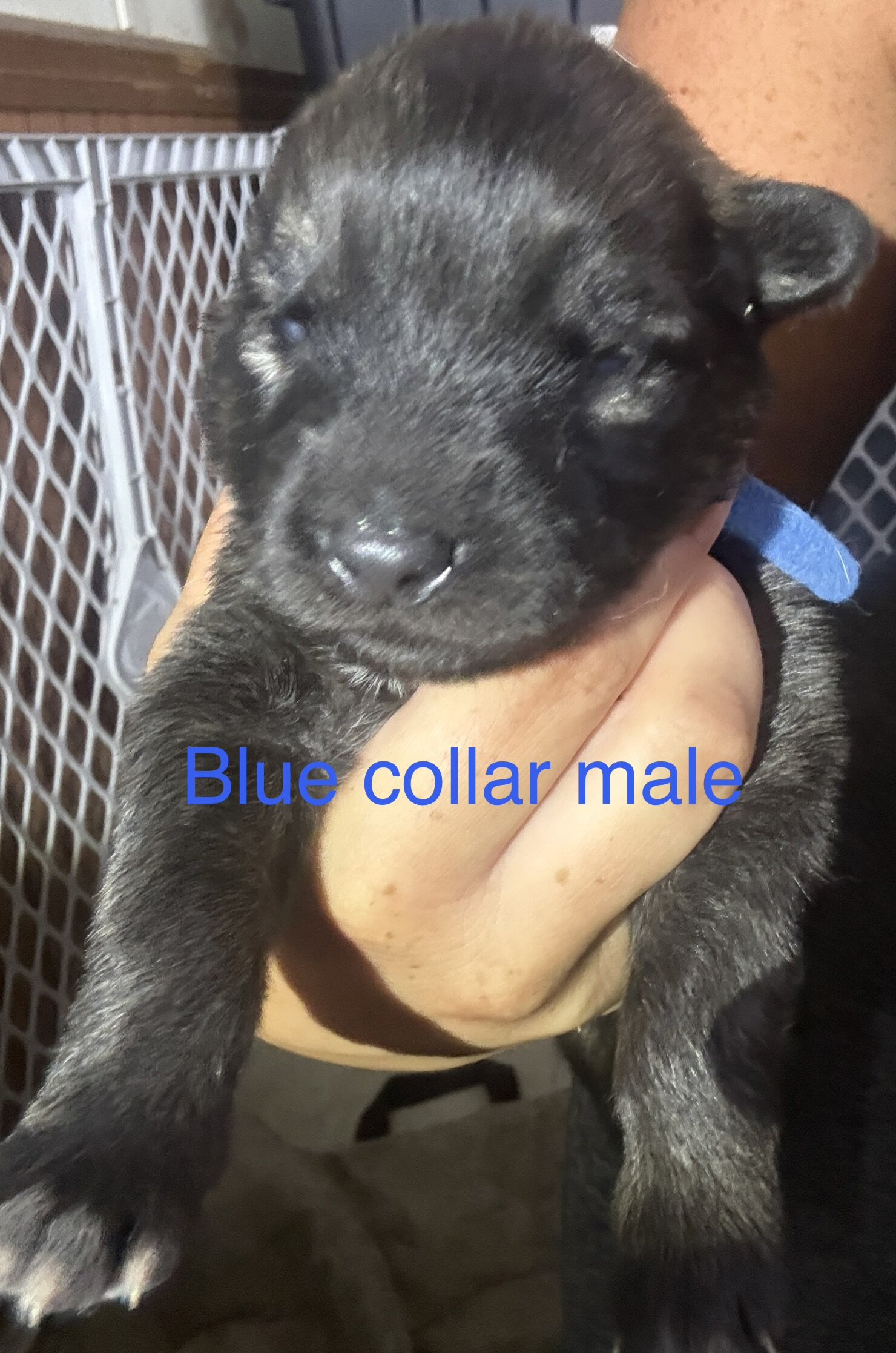 Saint Shepherd Puppies (GSD / St. Bernard) image 3