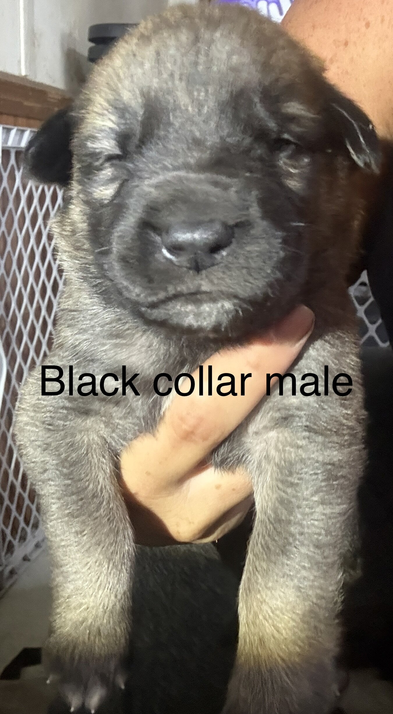 Saint Shepherd Puppies (GSD / St. Bernard) image 2