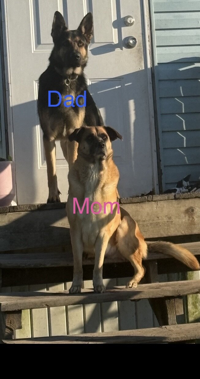 Saint Shepherd Puppies (GSD / St. Bernard) image 1