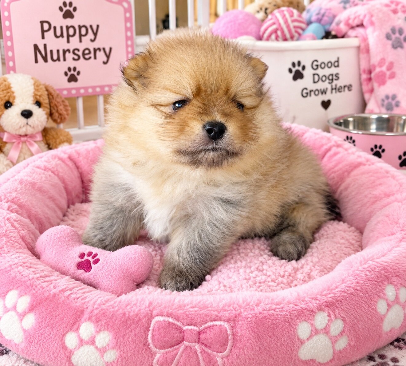 PEACHES - CKC Pomeranian image 1