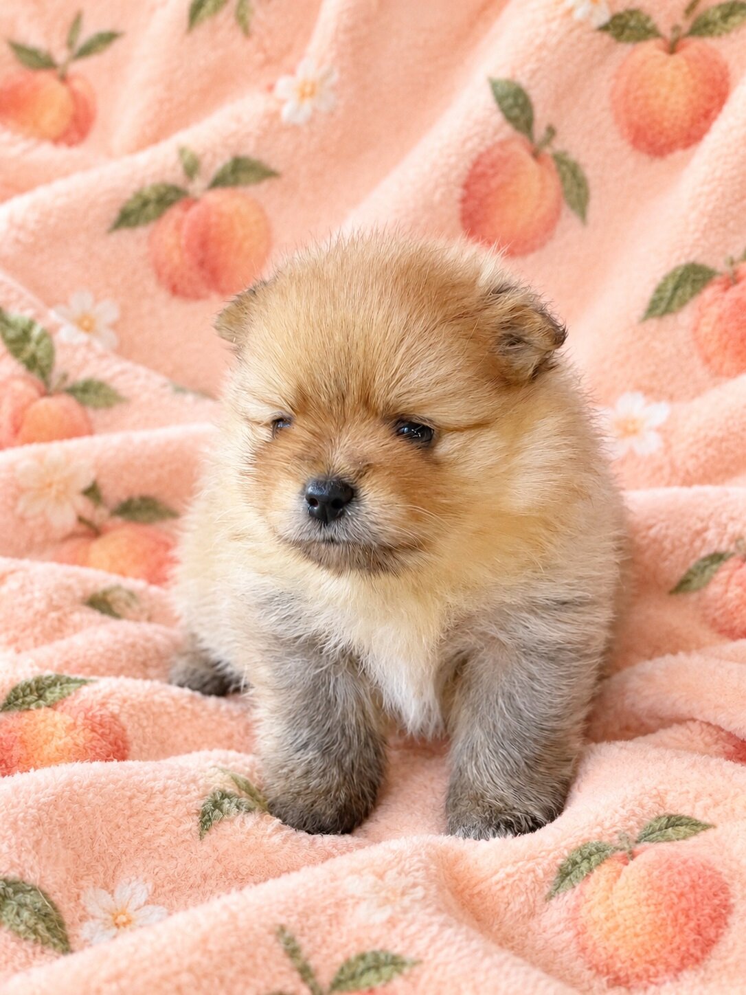 PEACHES - CKC Pomeranian image 2