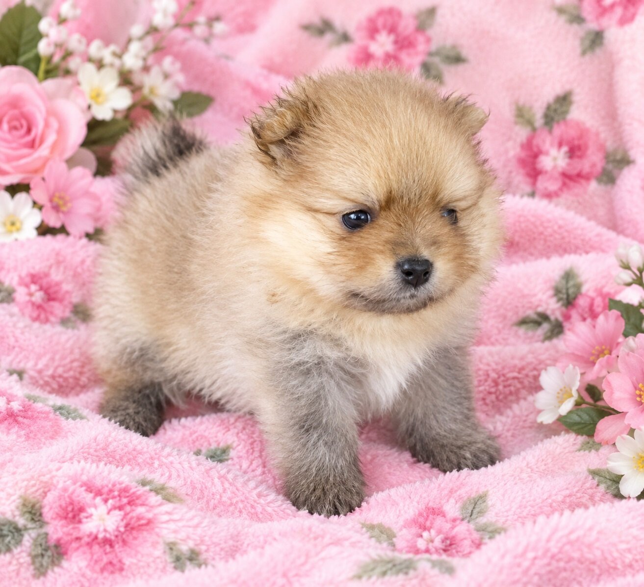 PEACHES - CKC Pomeranian image 3