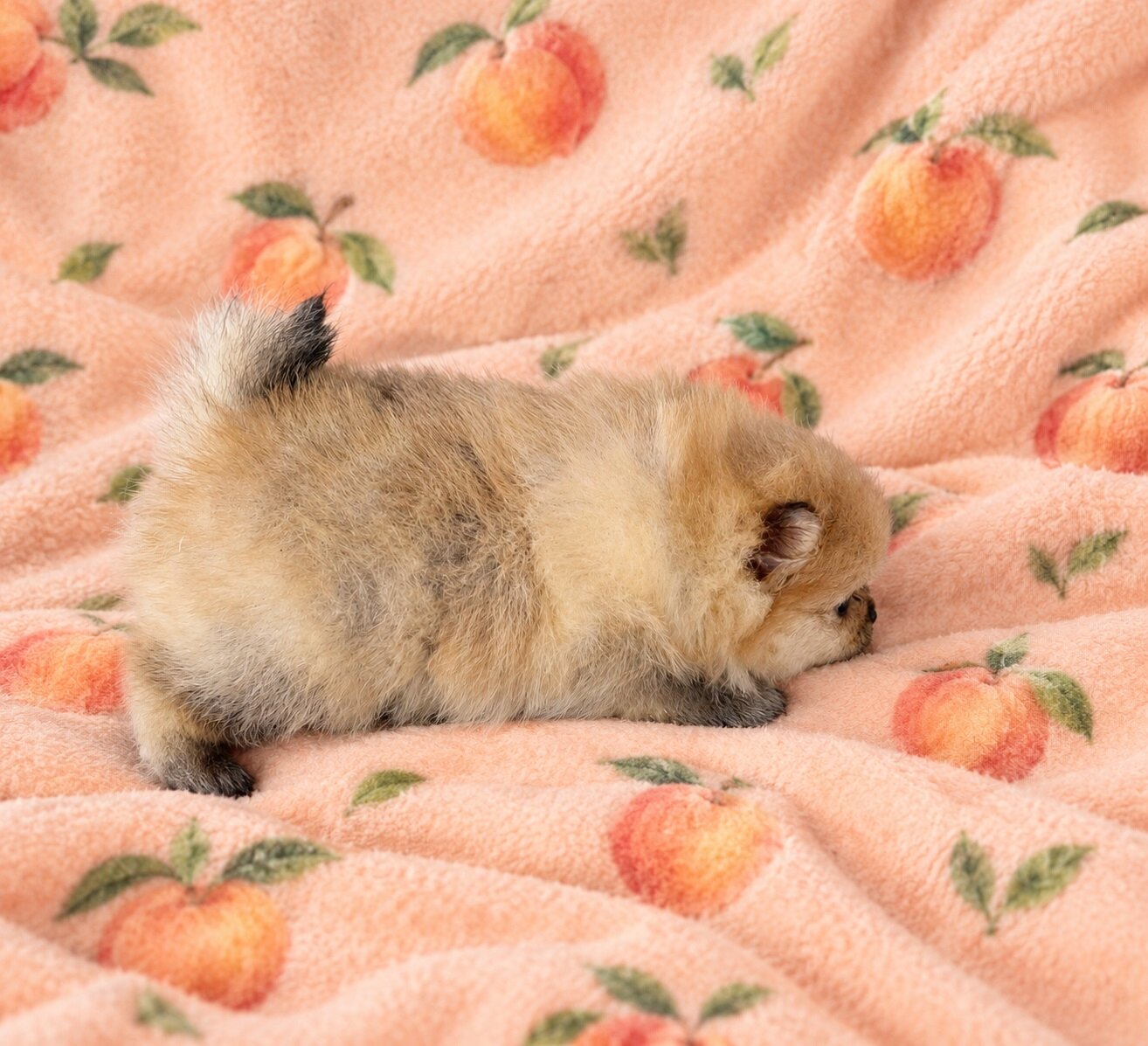 PEACHES - CKC Pomeranian image 6