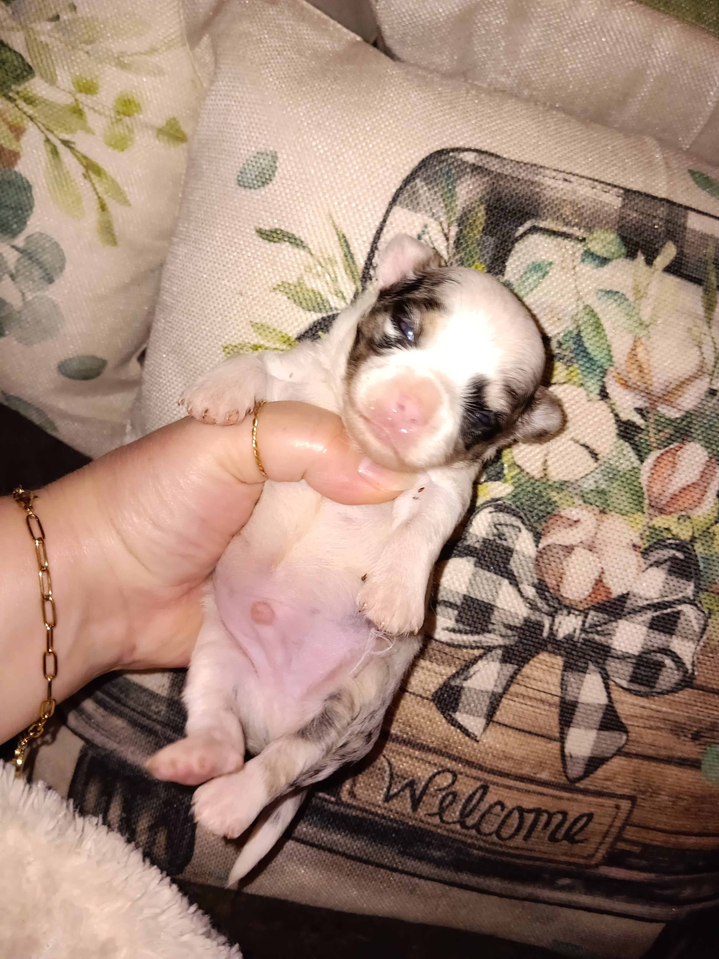 Stunning Akc Long Coat Chihuahua image 6