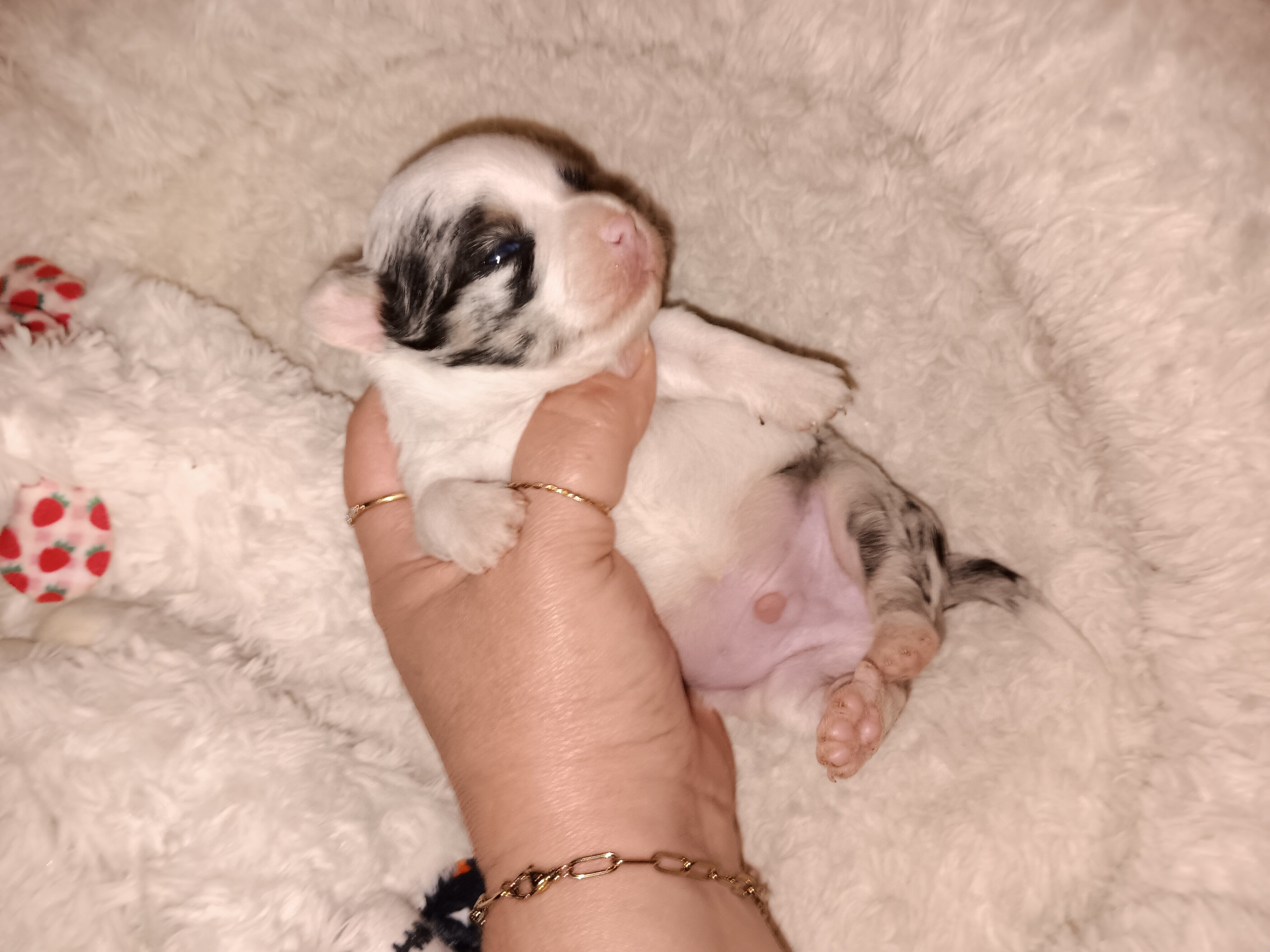 Stunning Akc Long Coat Chihuahua image 4