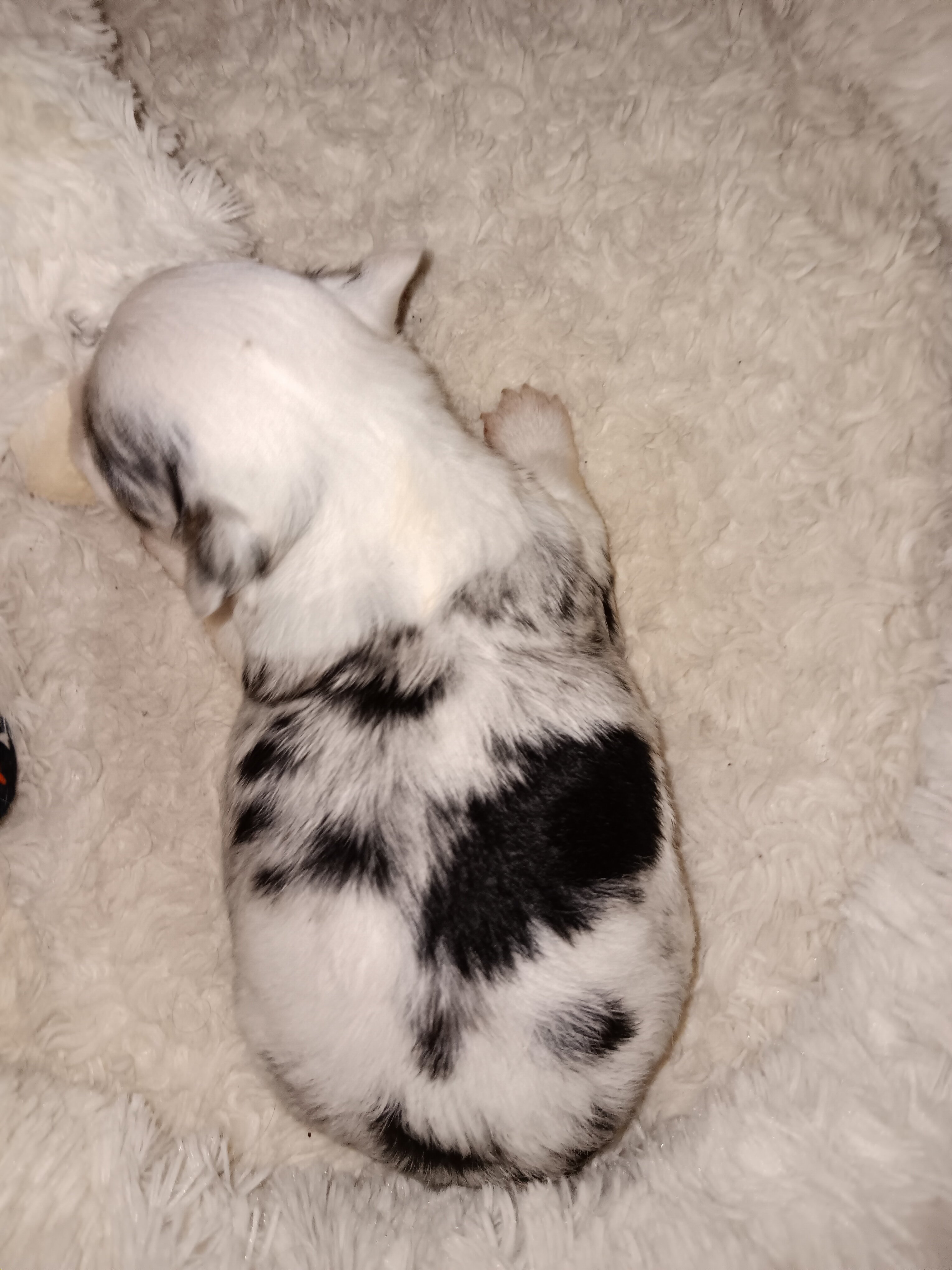 Stunning Akc Long Coat Chihuahua image 3