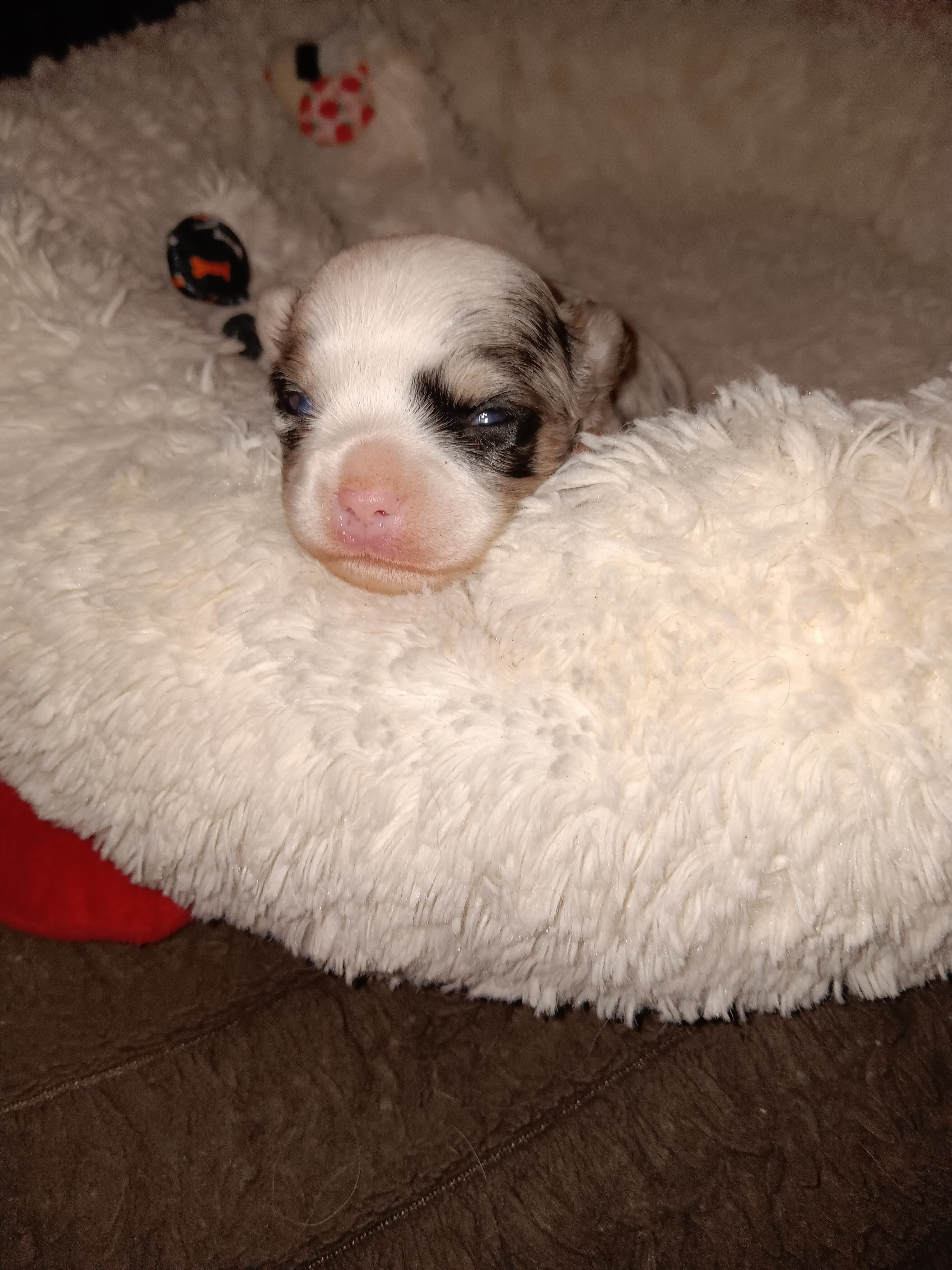 Stunning Akc Long Coat Chihuahua image 1