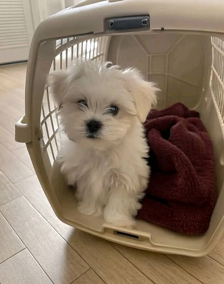 Playful Maltese Puppies Available image 1