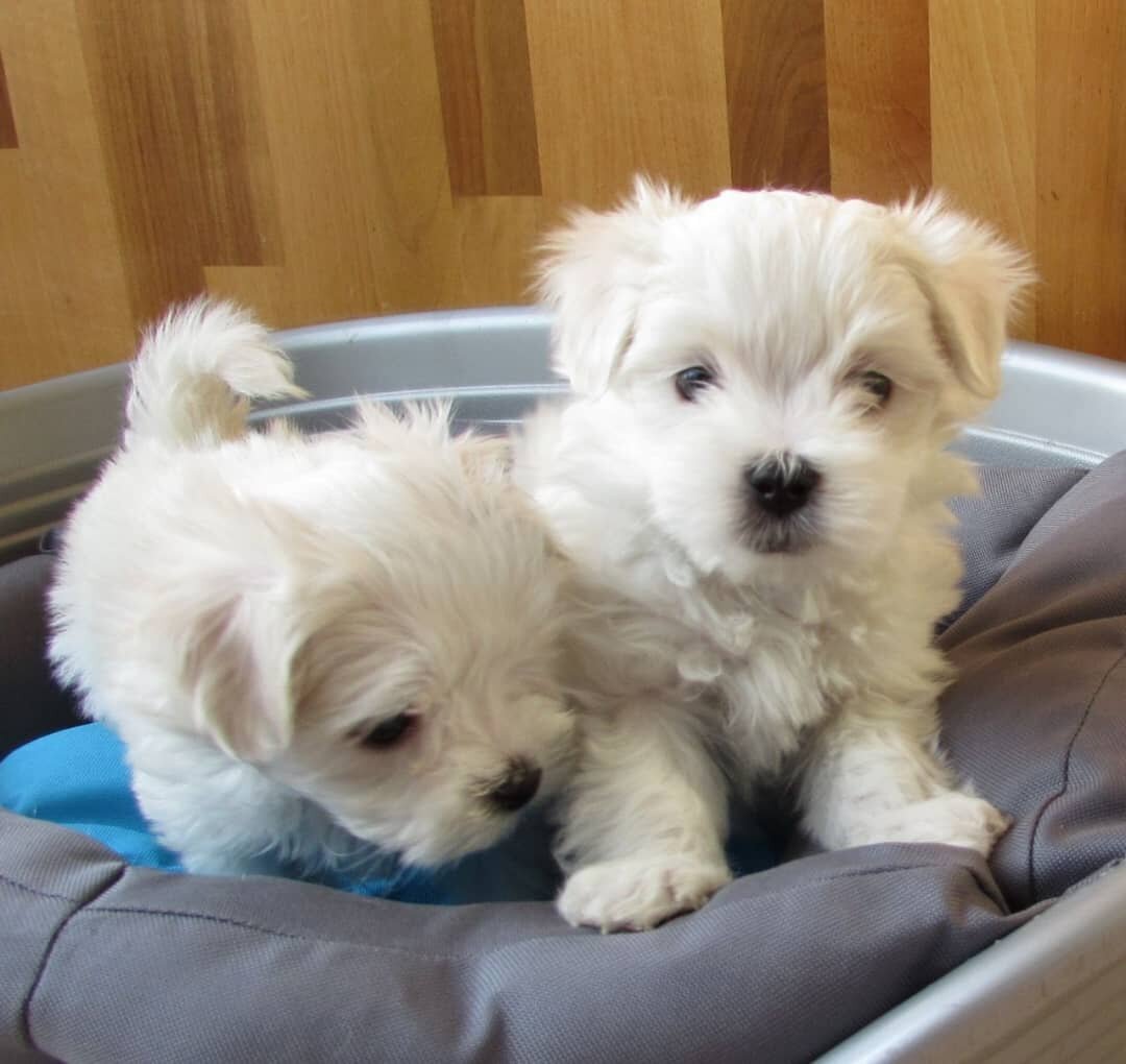 Playful Maltese Puppies Available image 4