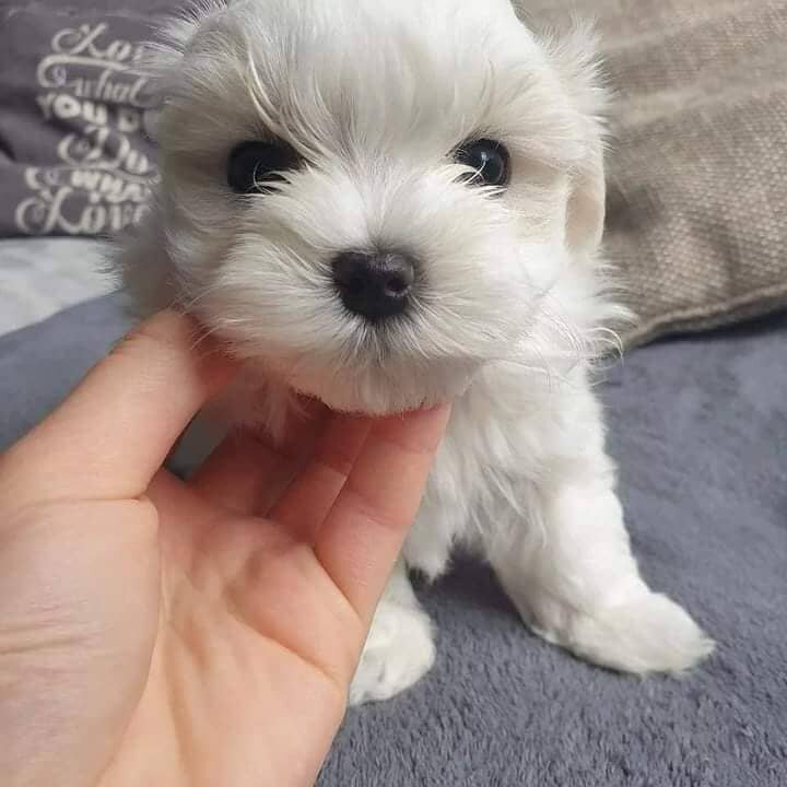 Playful Maltese Puppies Available image 3