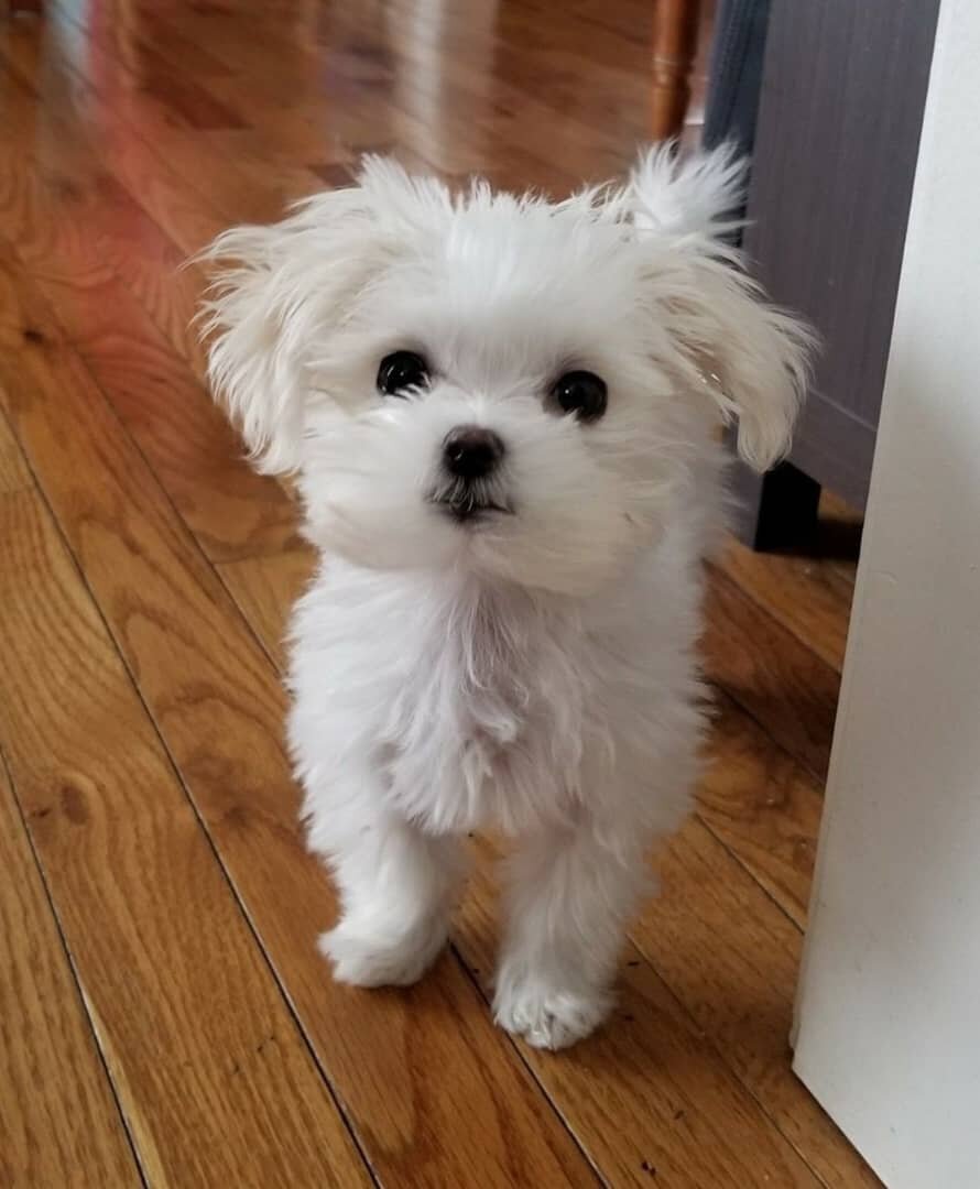 Playful Maltese Puppies Available image 2