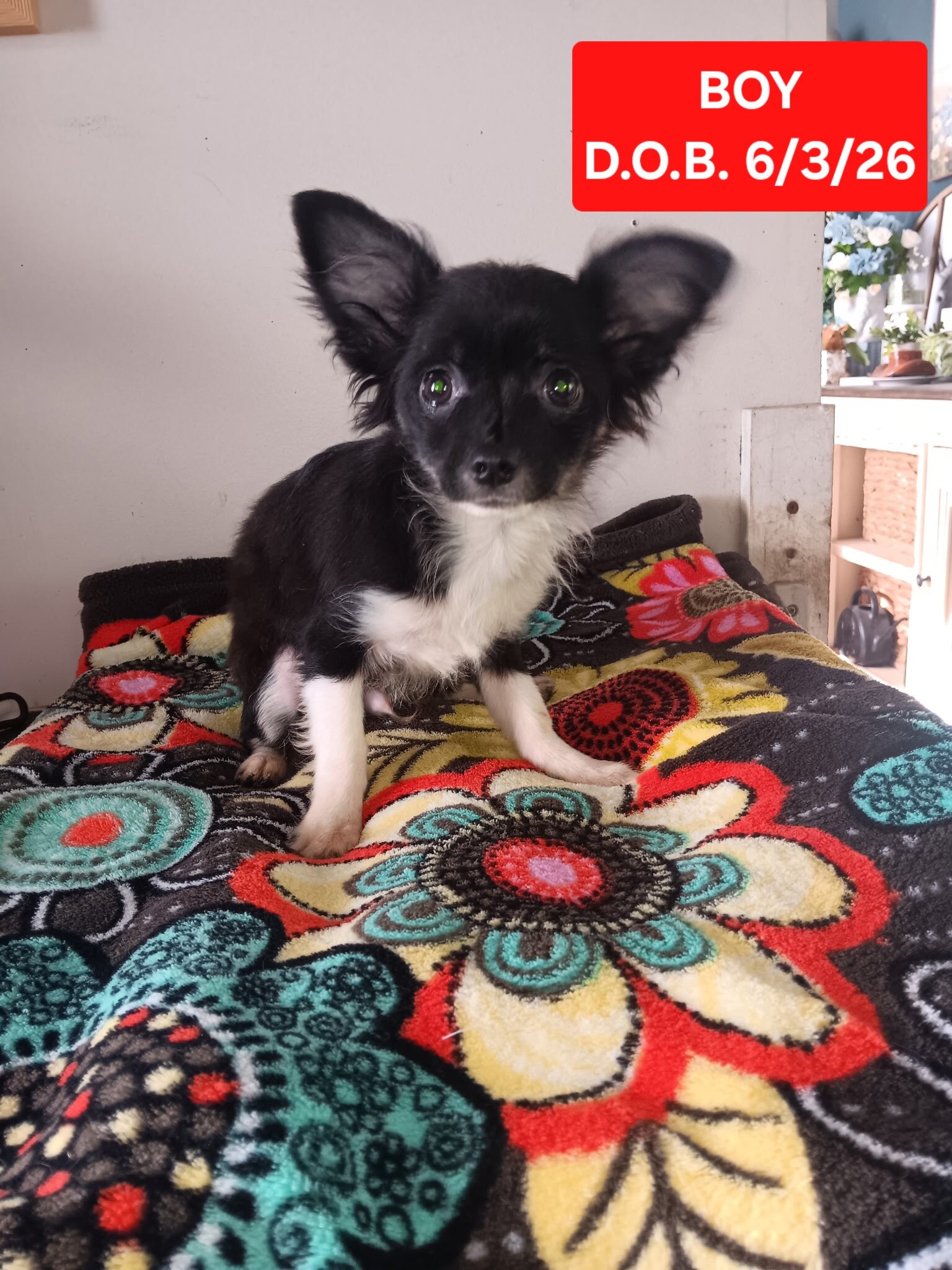 Precious Akc Long Coat Chihuahuas image 2