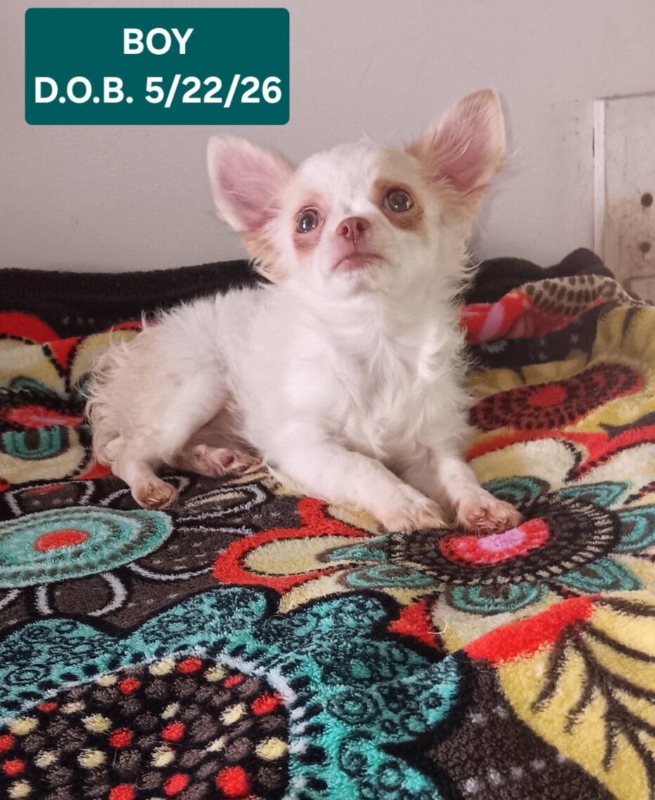 Precious Akc Long Coat Chihuahuas image 1