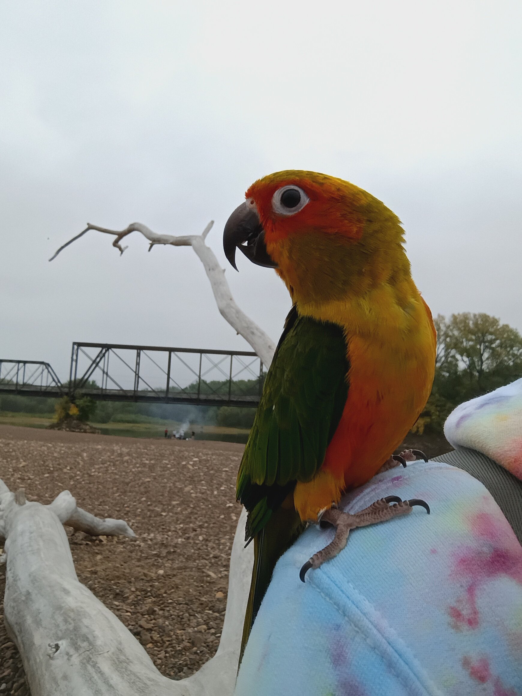 Handfed sun conure baby image 1