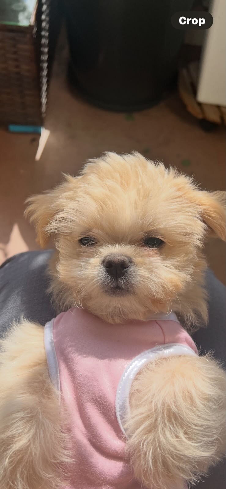 Beautiful Female Shih Tzu Puppy image 2