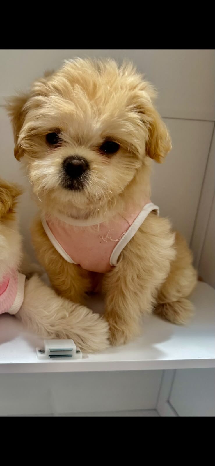 Beautiful Female Shih Tzu Puppy image 1