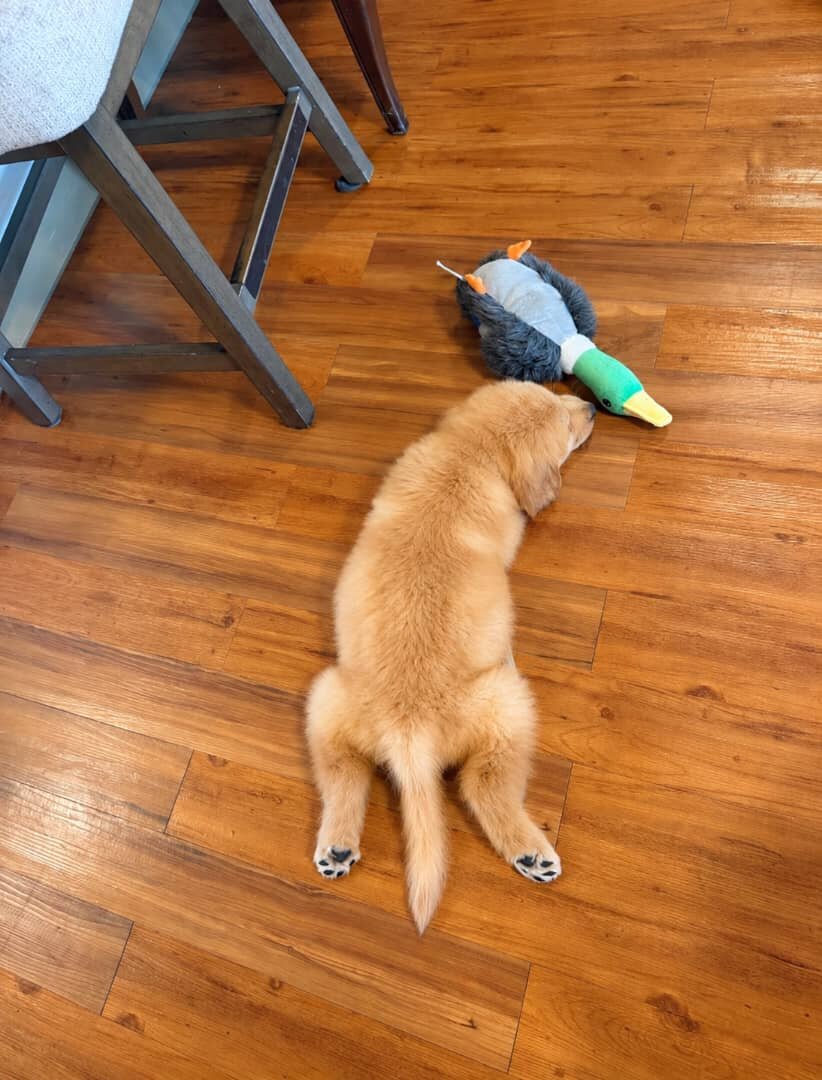 Stella image 2
