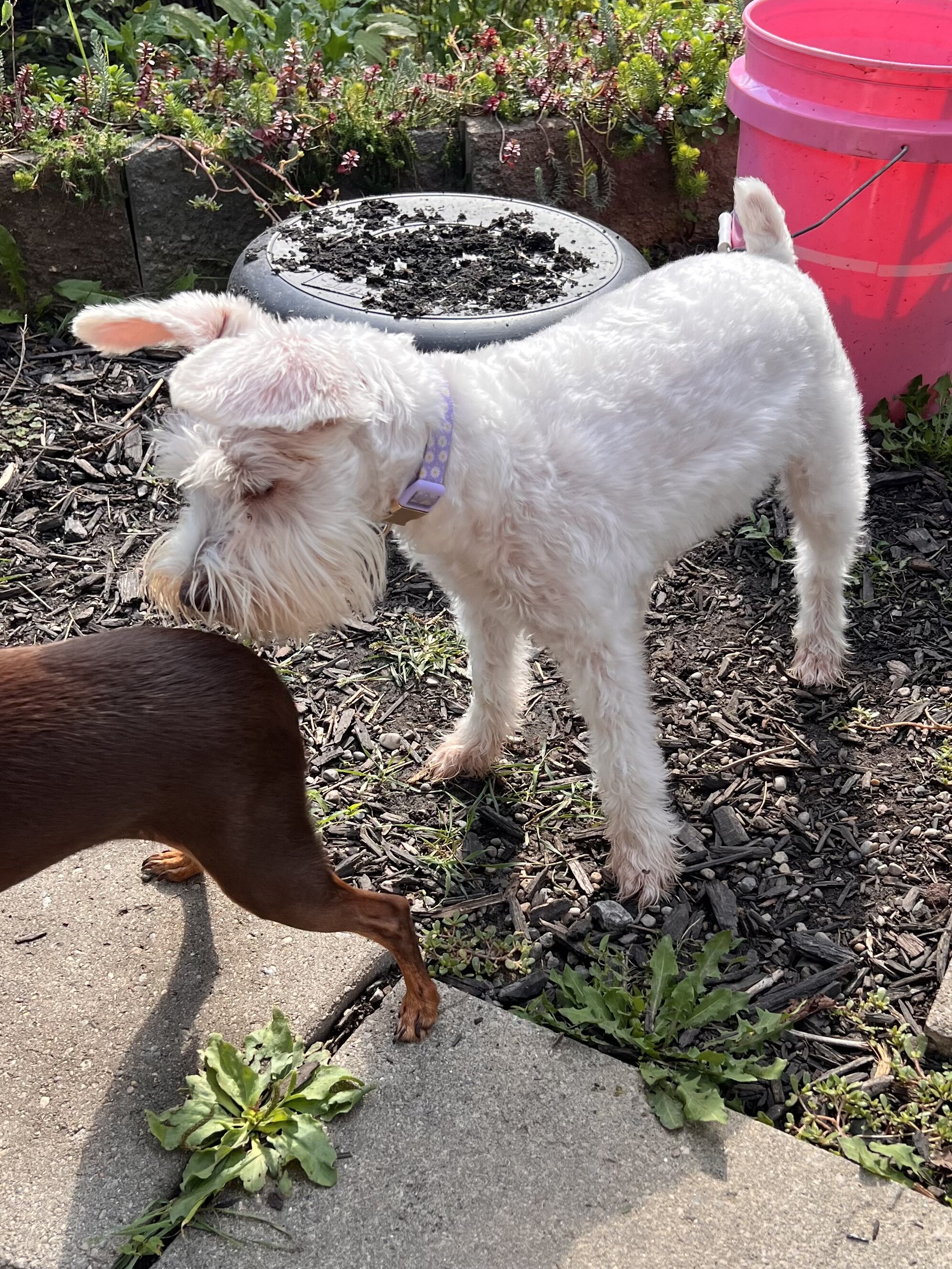 Miniature Schnauzer image 4