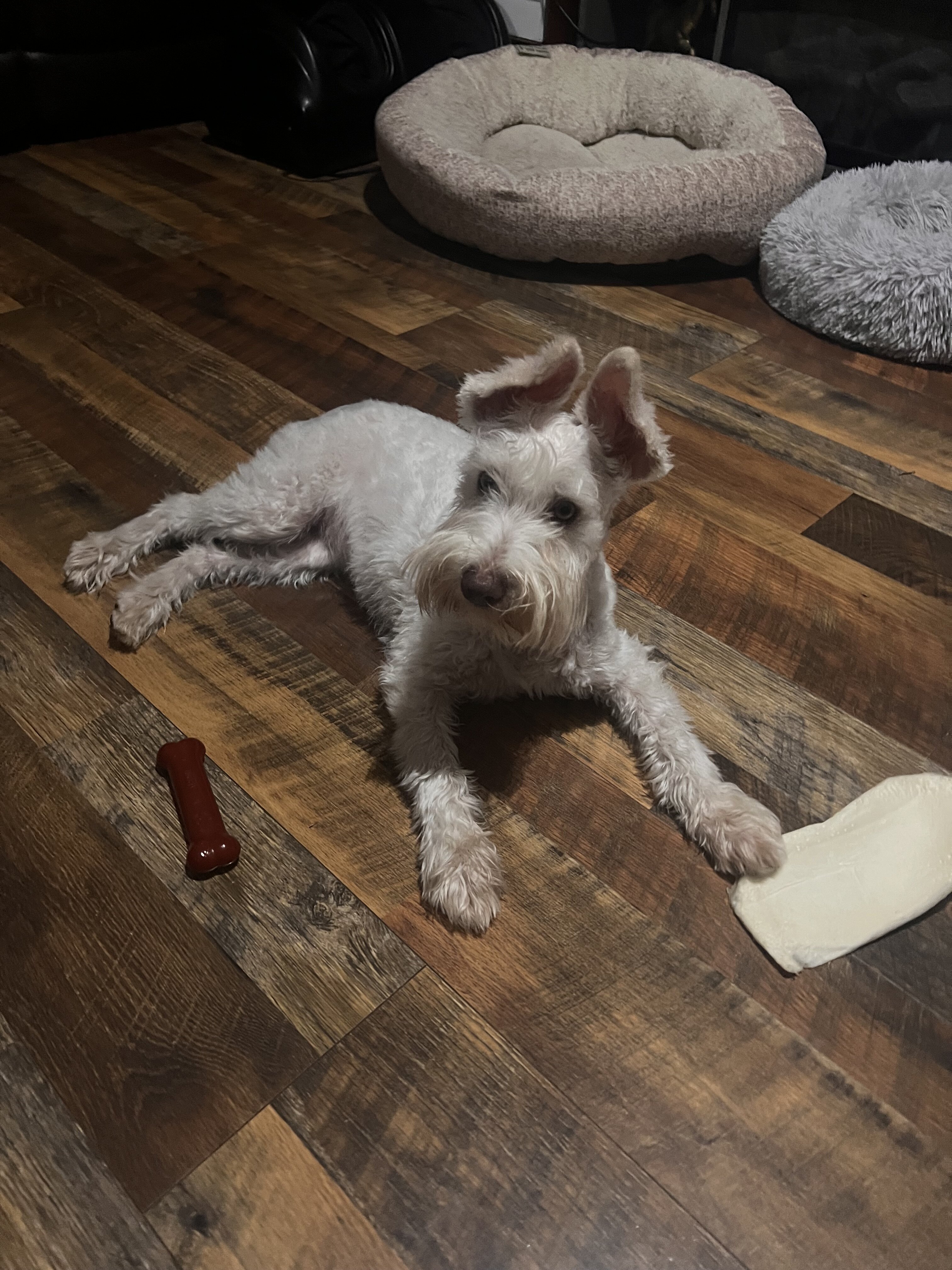 Miniature Schnauzer image 3