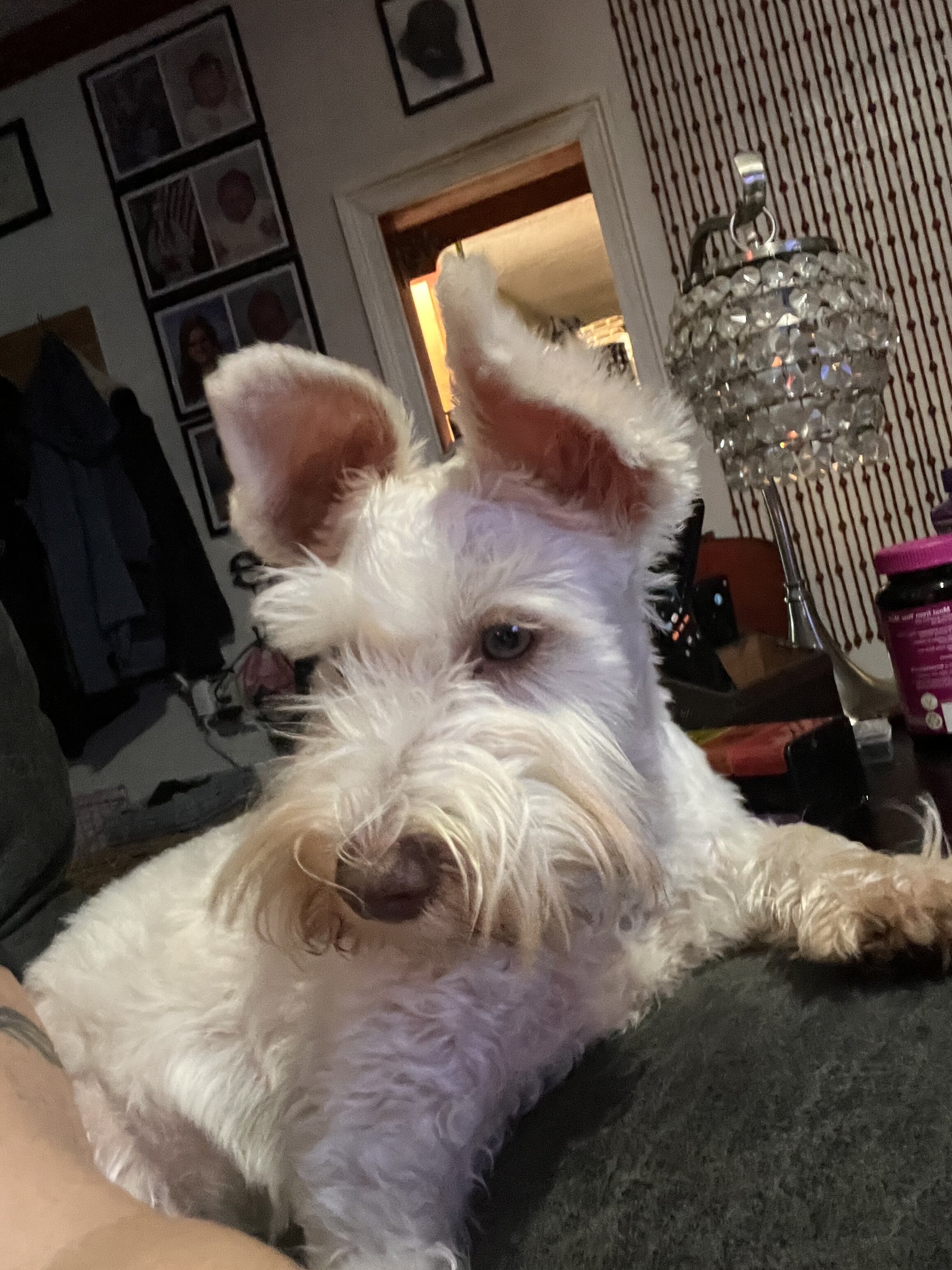 Miniature Schnauzer image 2