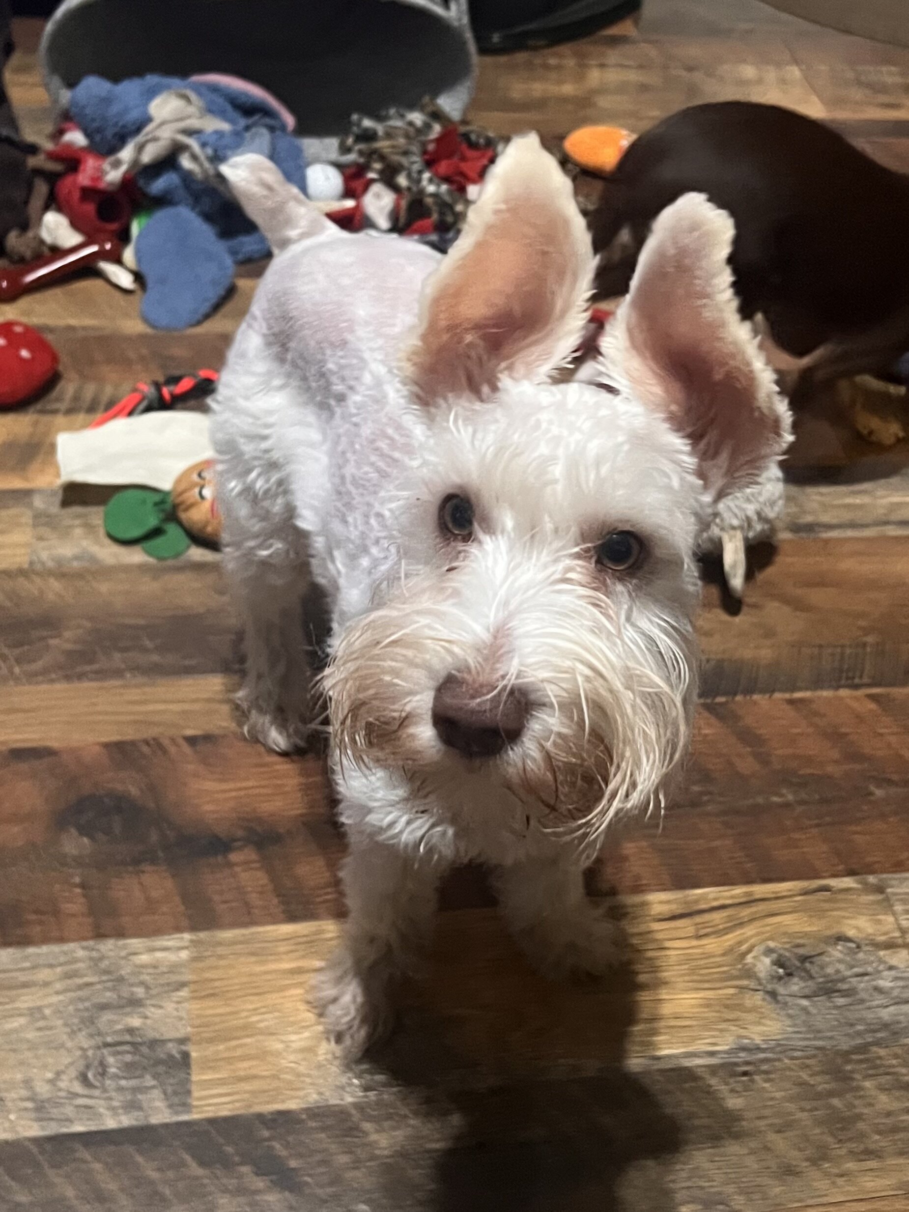 Miniature Schnauzer image 1