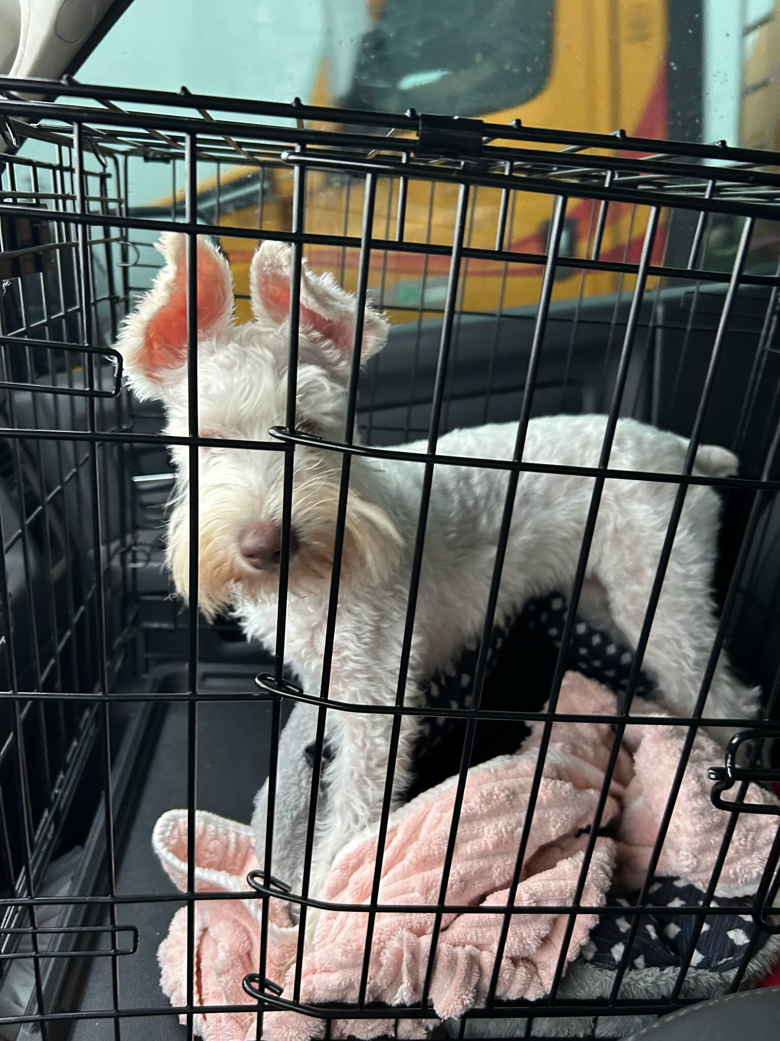 Miniature Schnauzer image 5
