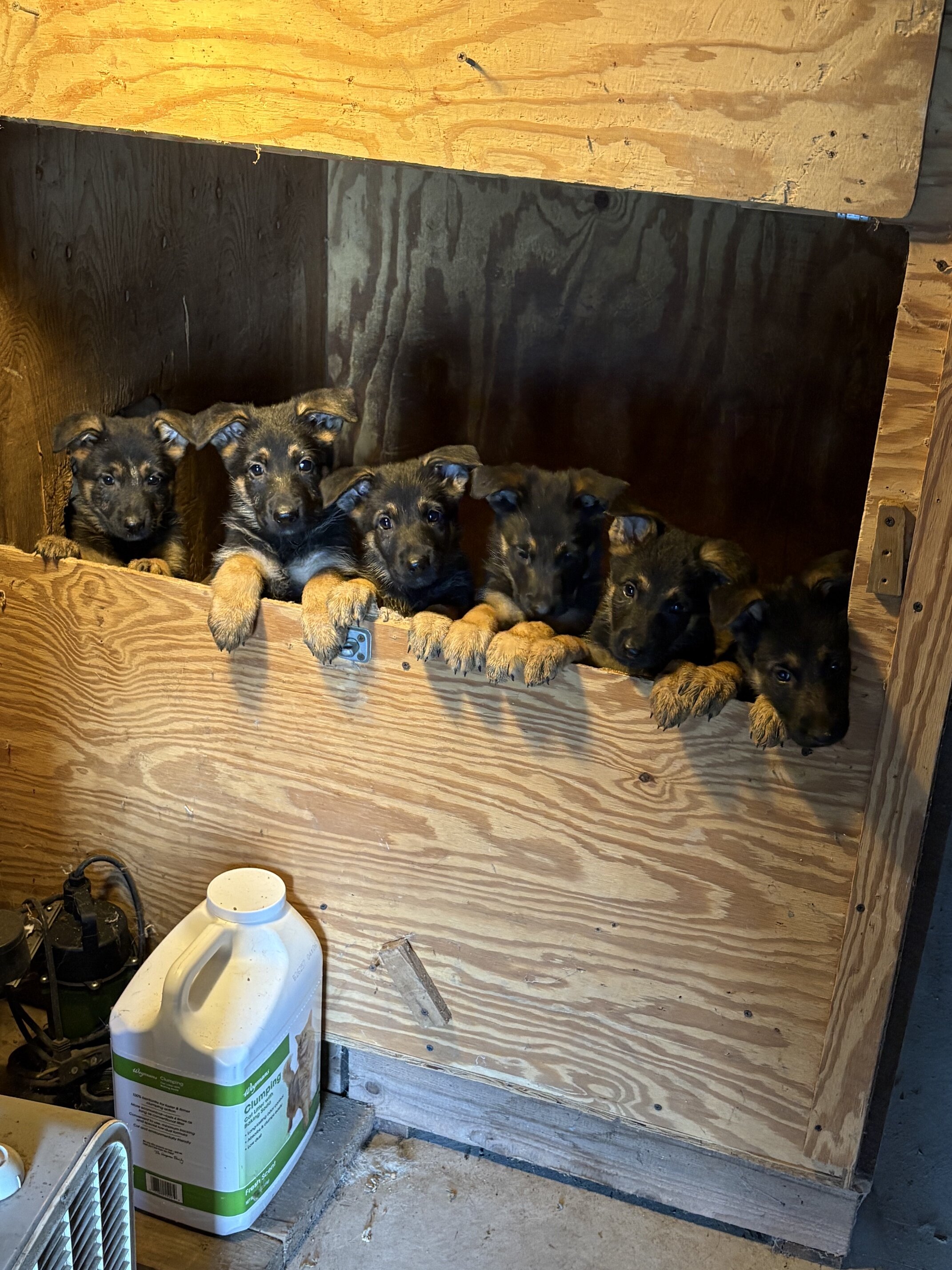 German Shepherd Pups image 1