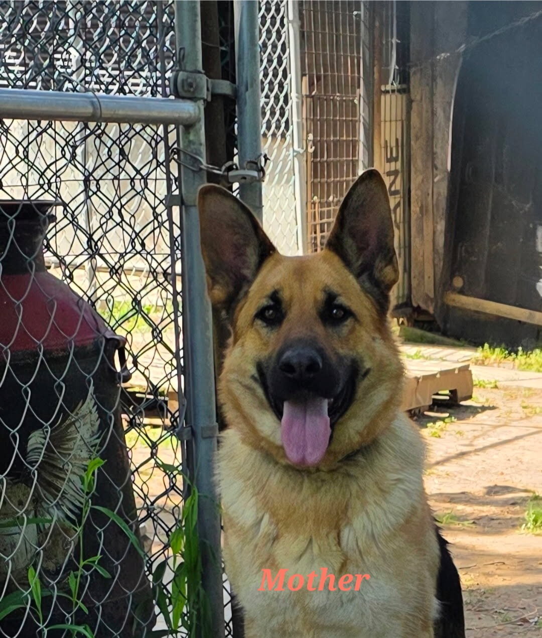 German Shepherd Pups image 3