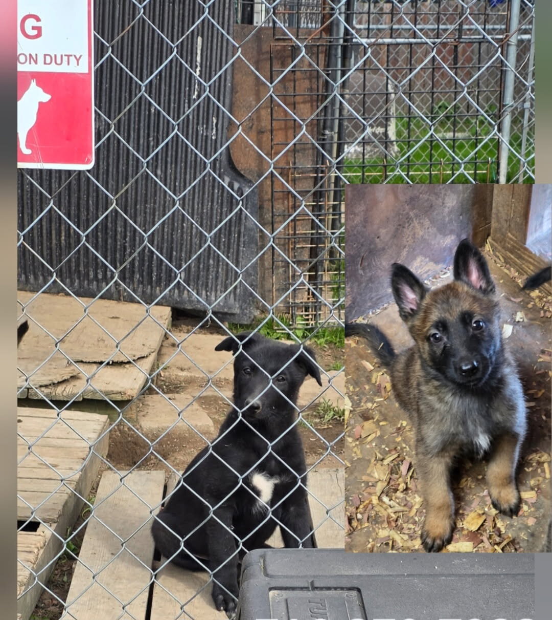 Belgian Malinois/German Shepherd Mix Pups image 1