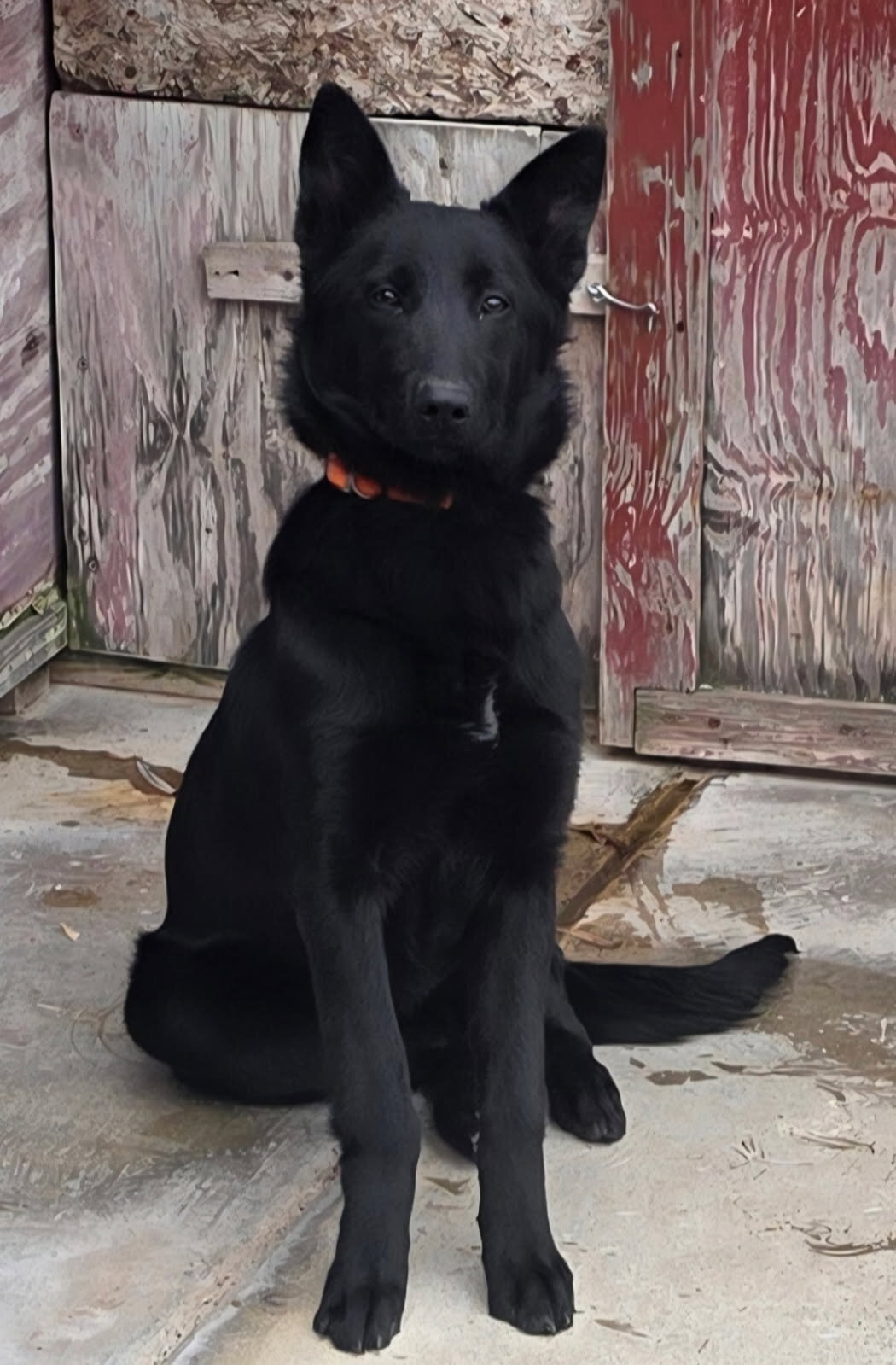 Belgian Malinois/German Shepherd Mix Pups image 3