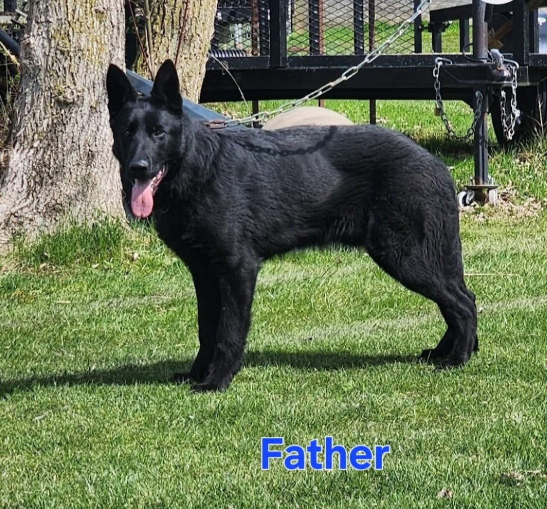 Belgian Malinois/German Shepherd Mix Pups image 2